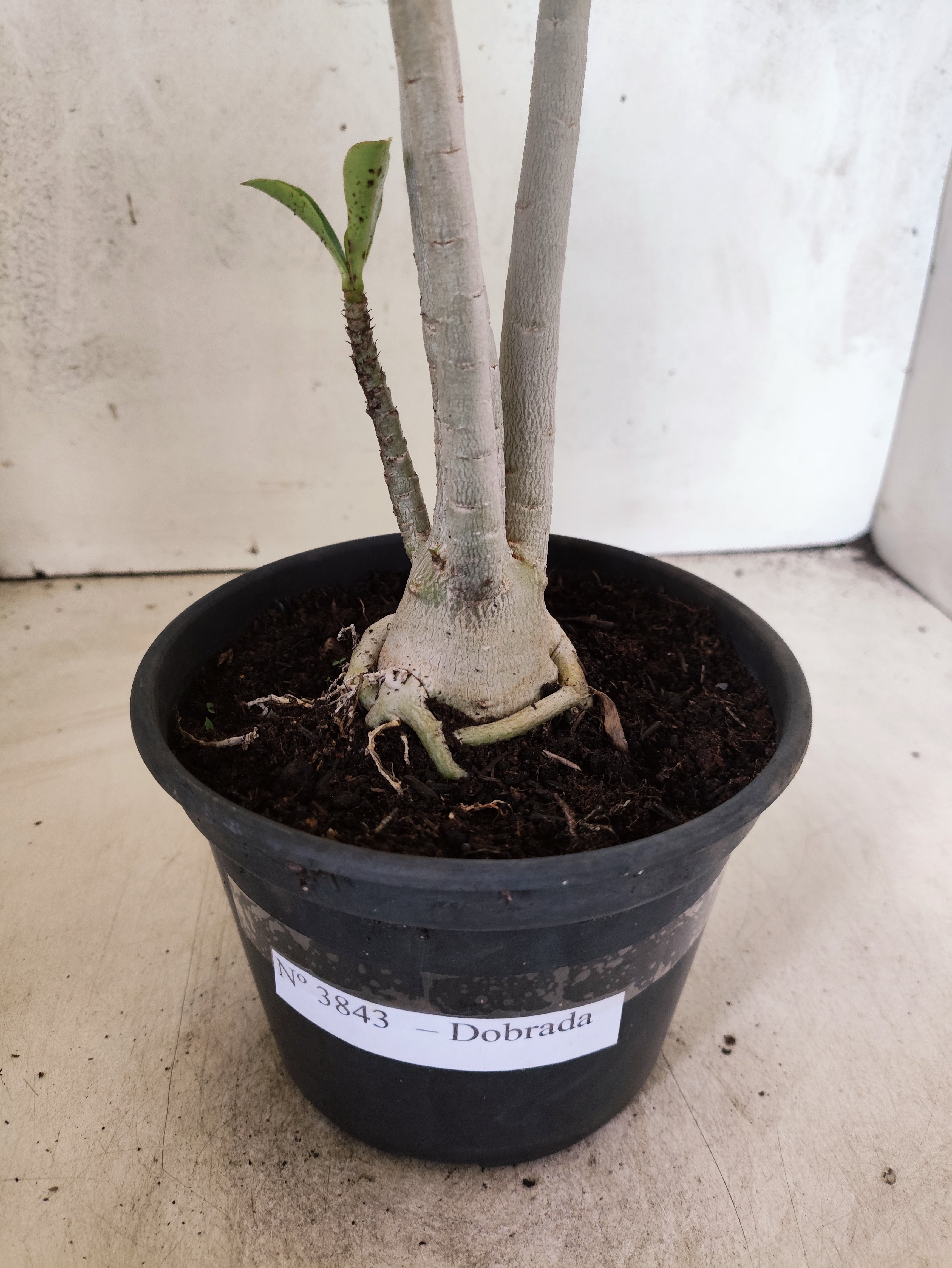 Planta Dobrada 3843 – 35cm – 03 anos