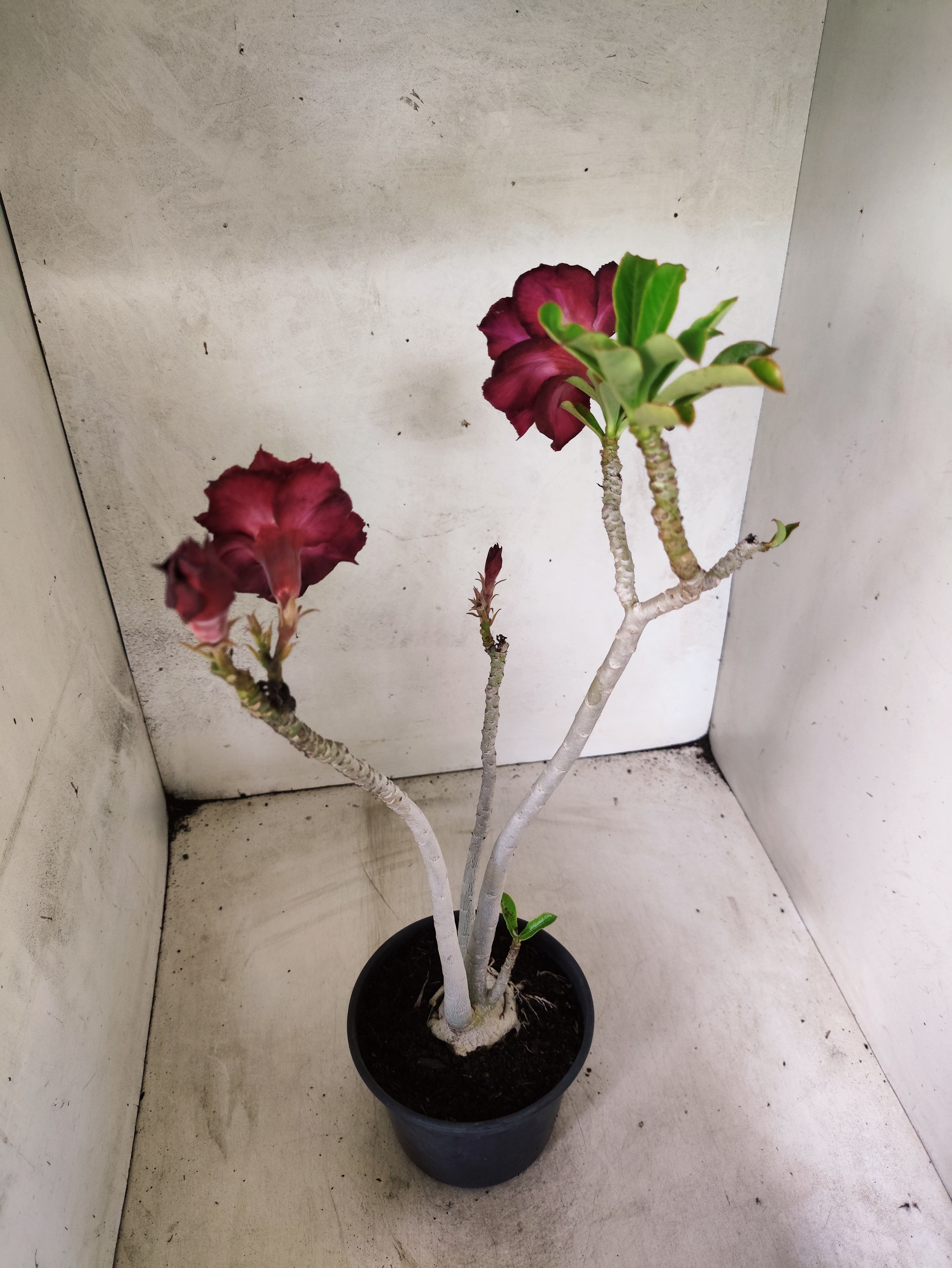Planta Dobrada 3843 – 35cm – 03 anos