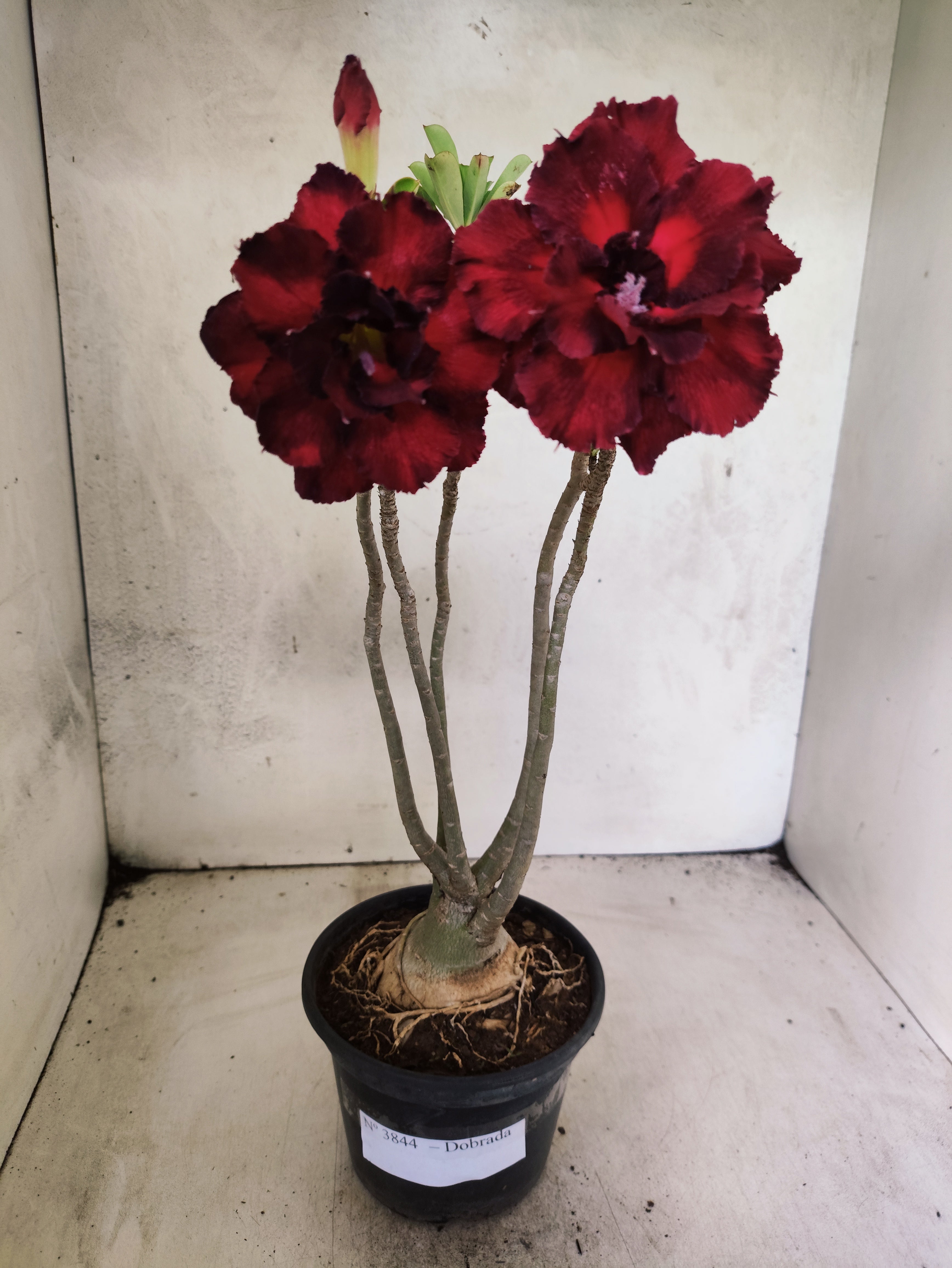 Planta Dobrada 3844 – 35cm – 03 anos
