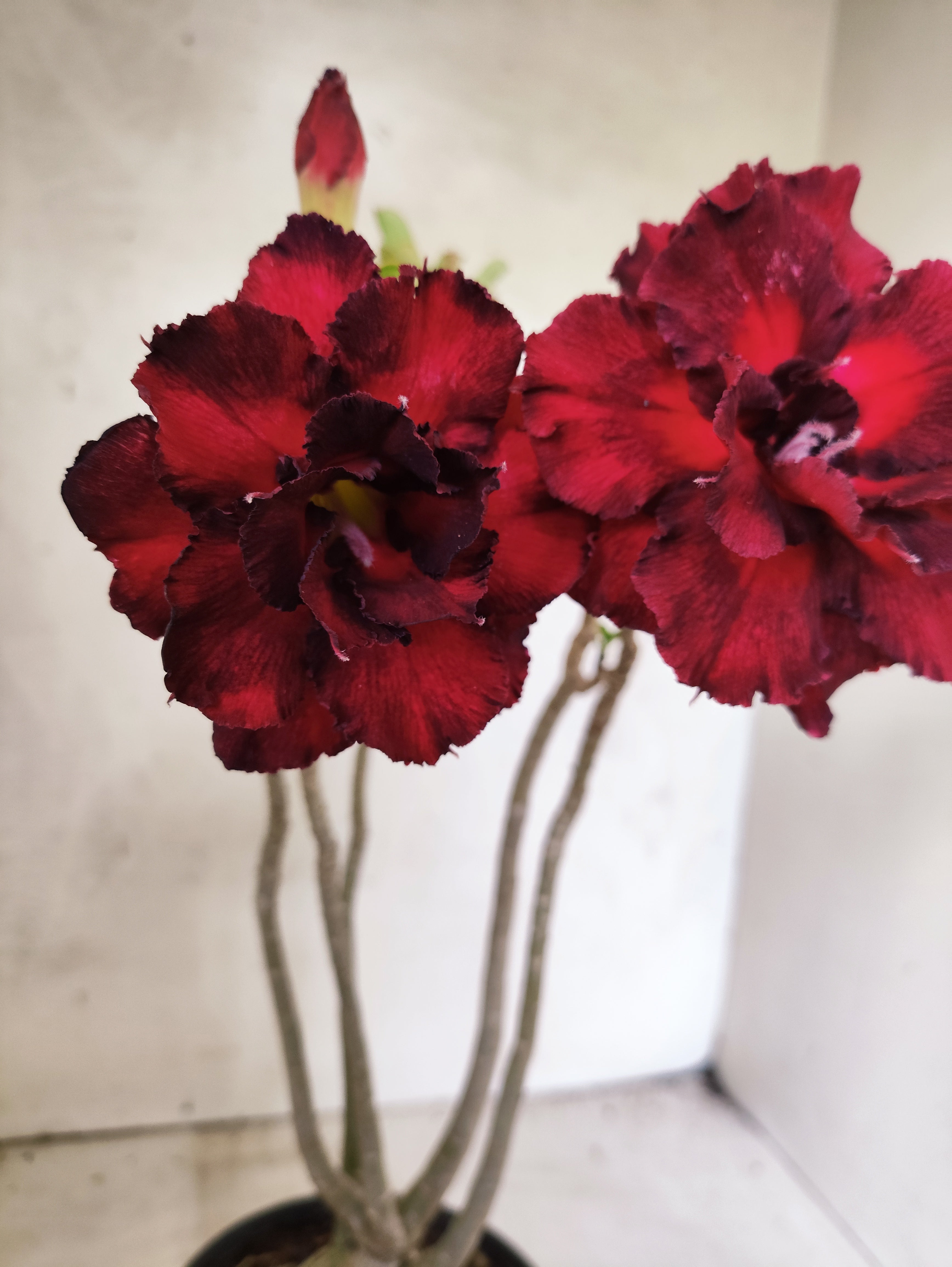 Planta Dobrada 3844 – 35cm – 03 anos