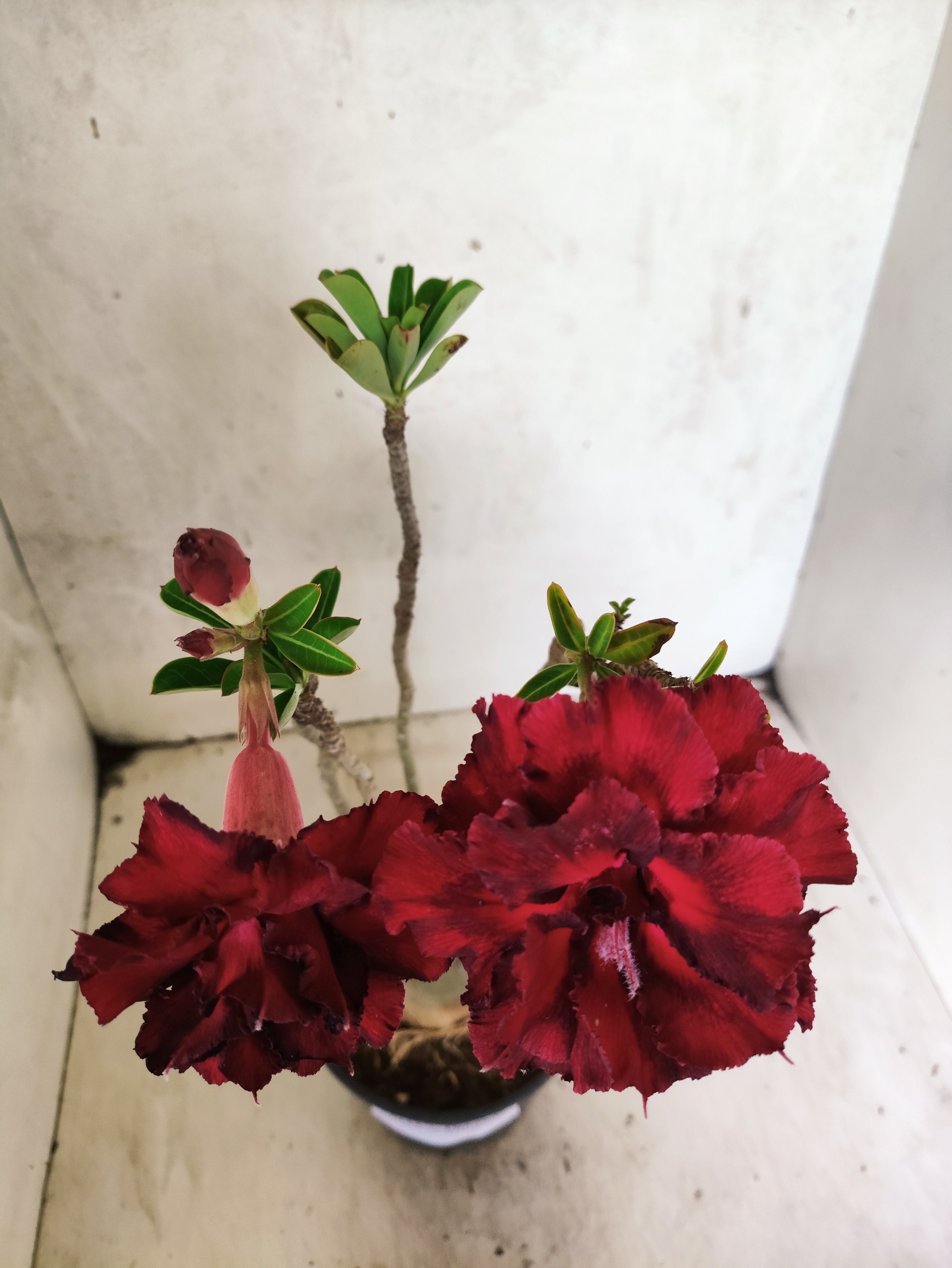 Planta Dobrada 3844 – 35cm – 03 anos