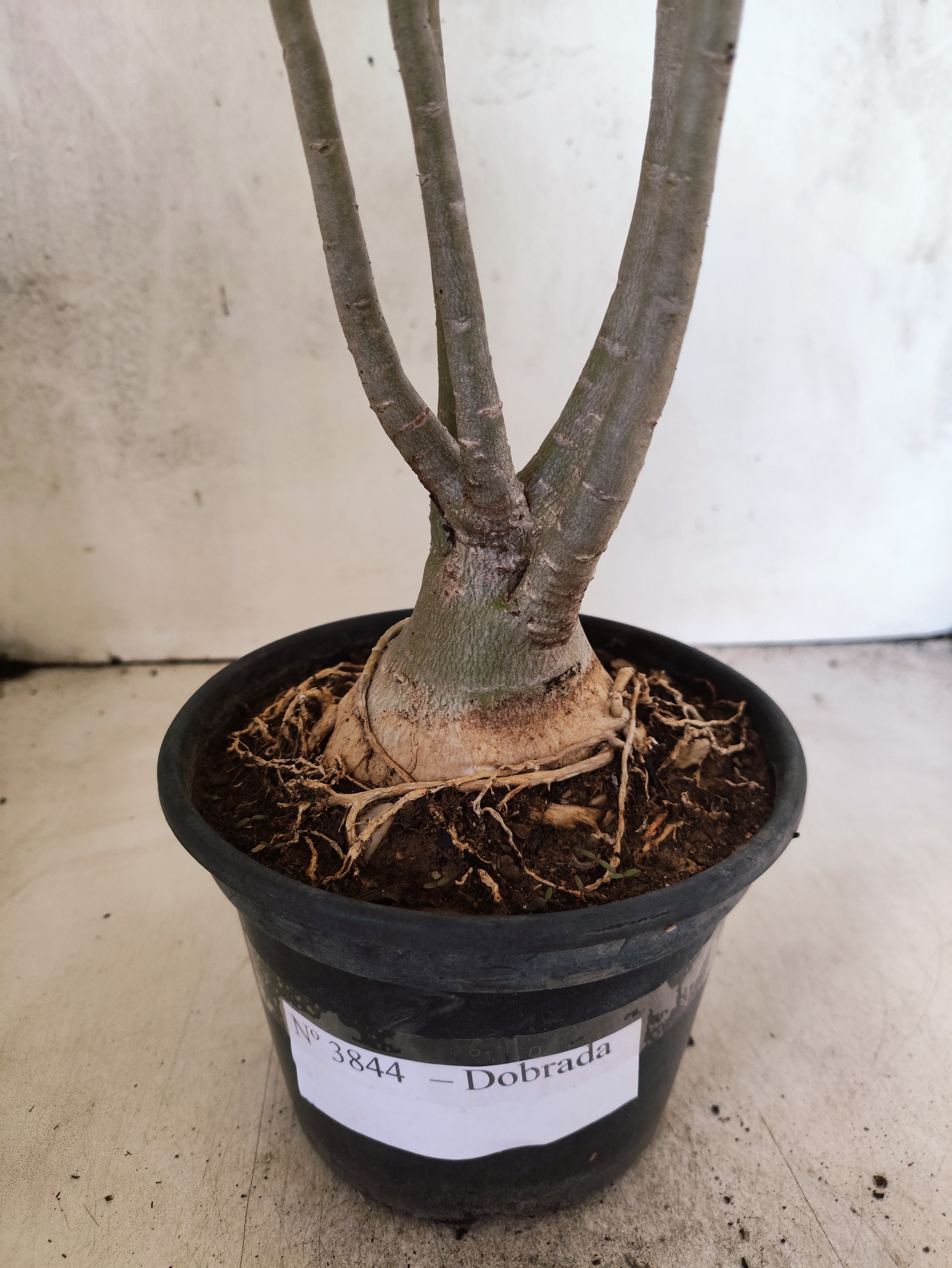 Planta Dobrada 3844 – 35cm – 03 anos