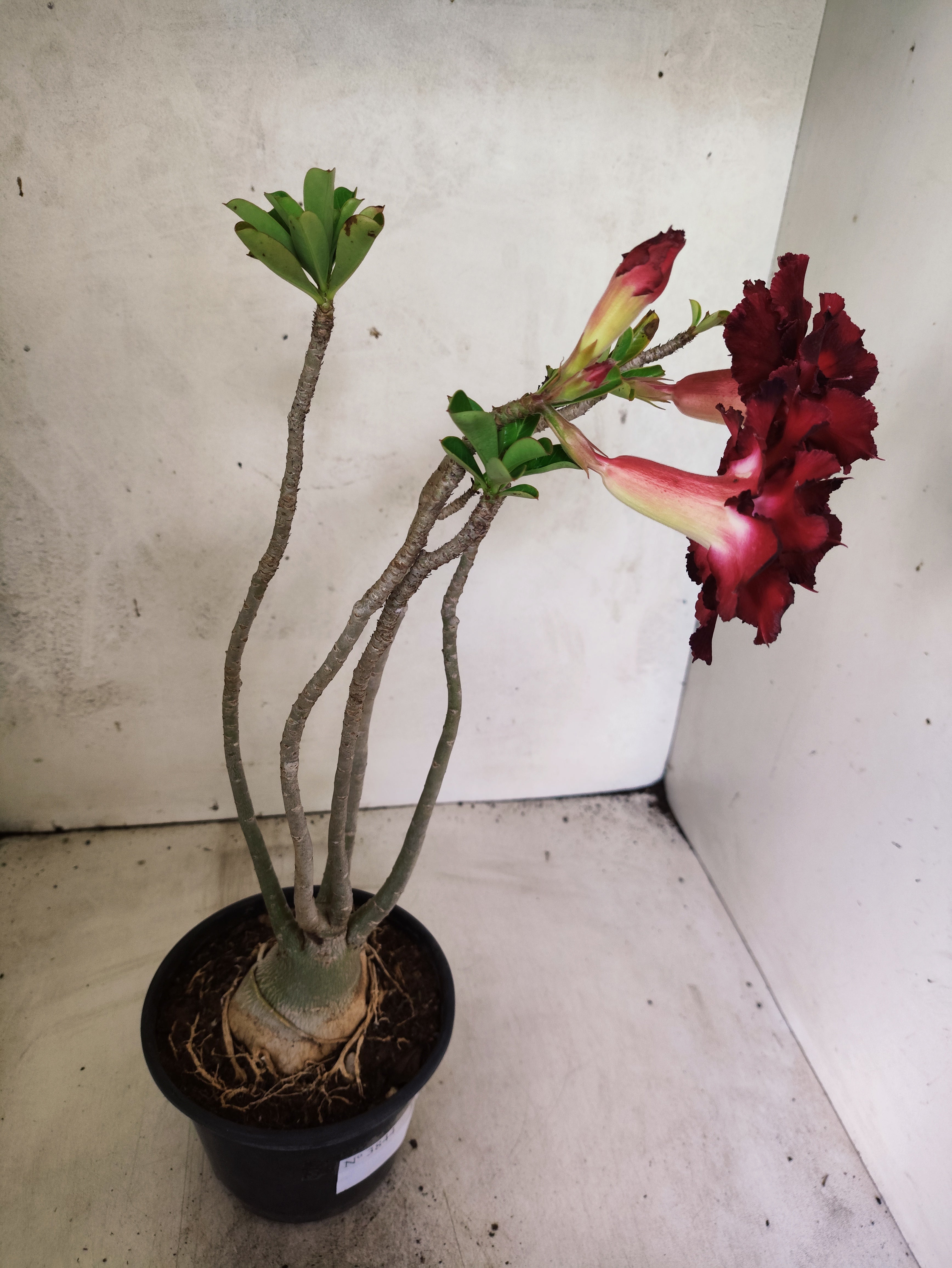 Planta Dobrada 3844 – 35cm – 03 anos