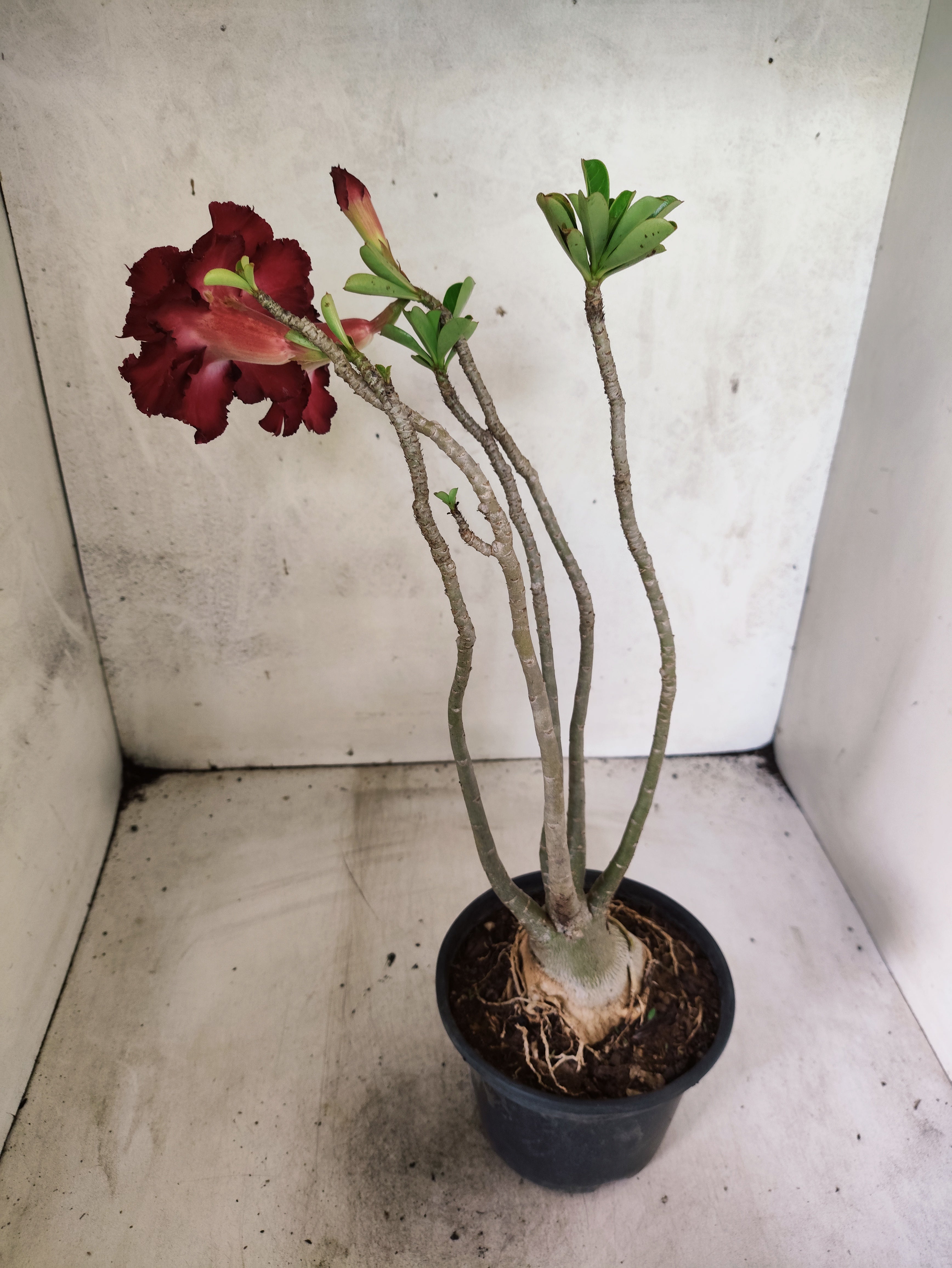 Planta Dobrada 3844 – 35cm – 03 anos