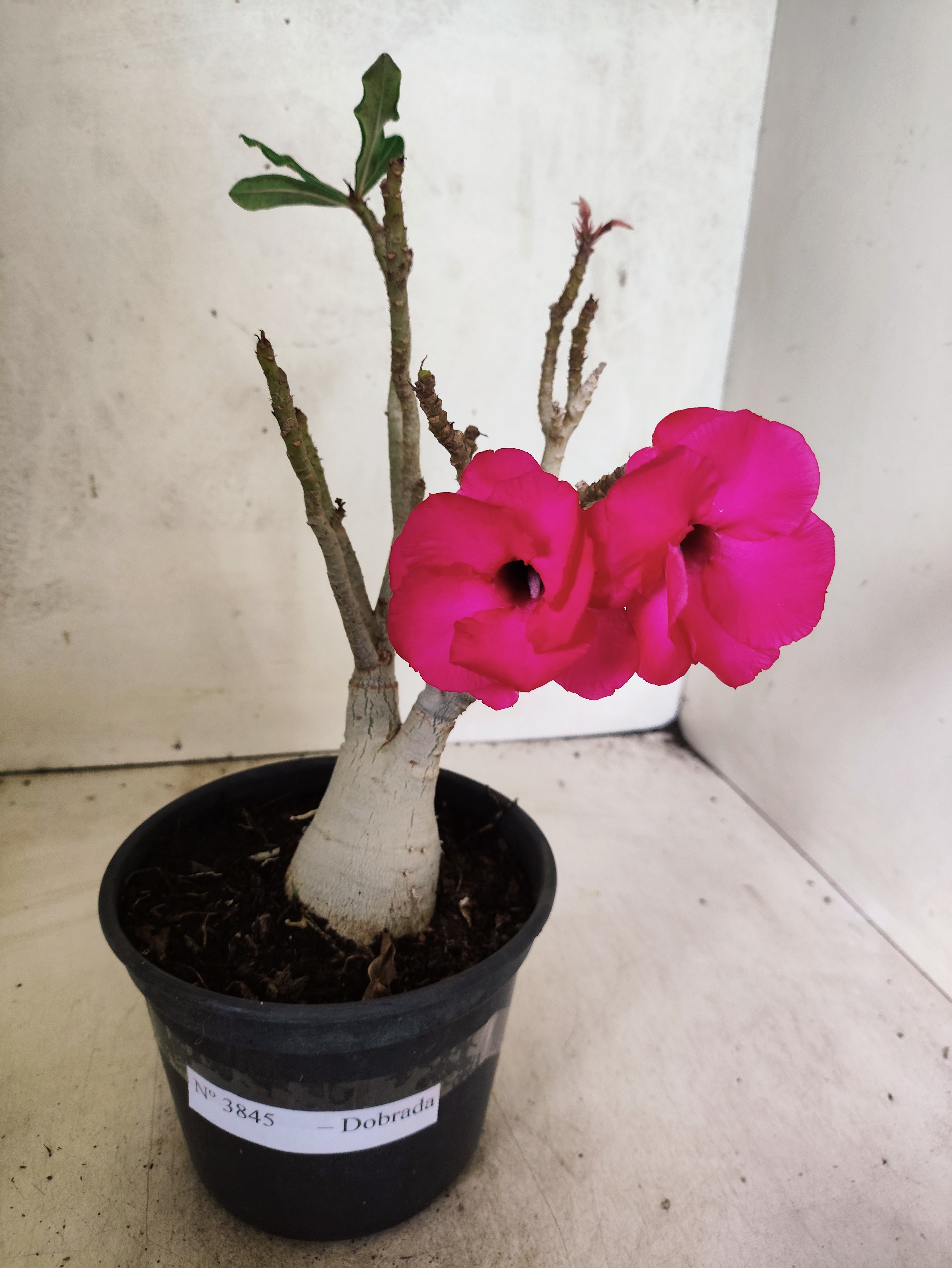 Planta Dobrada 3845 – 30cm – 02 anos