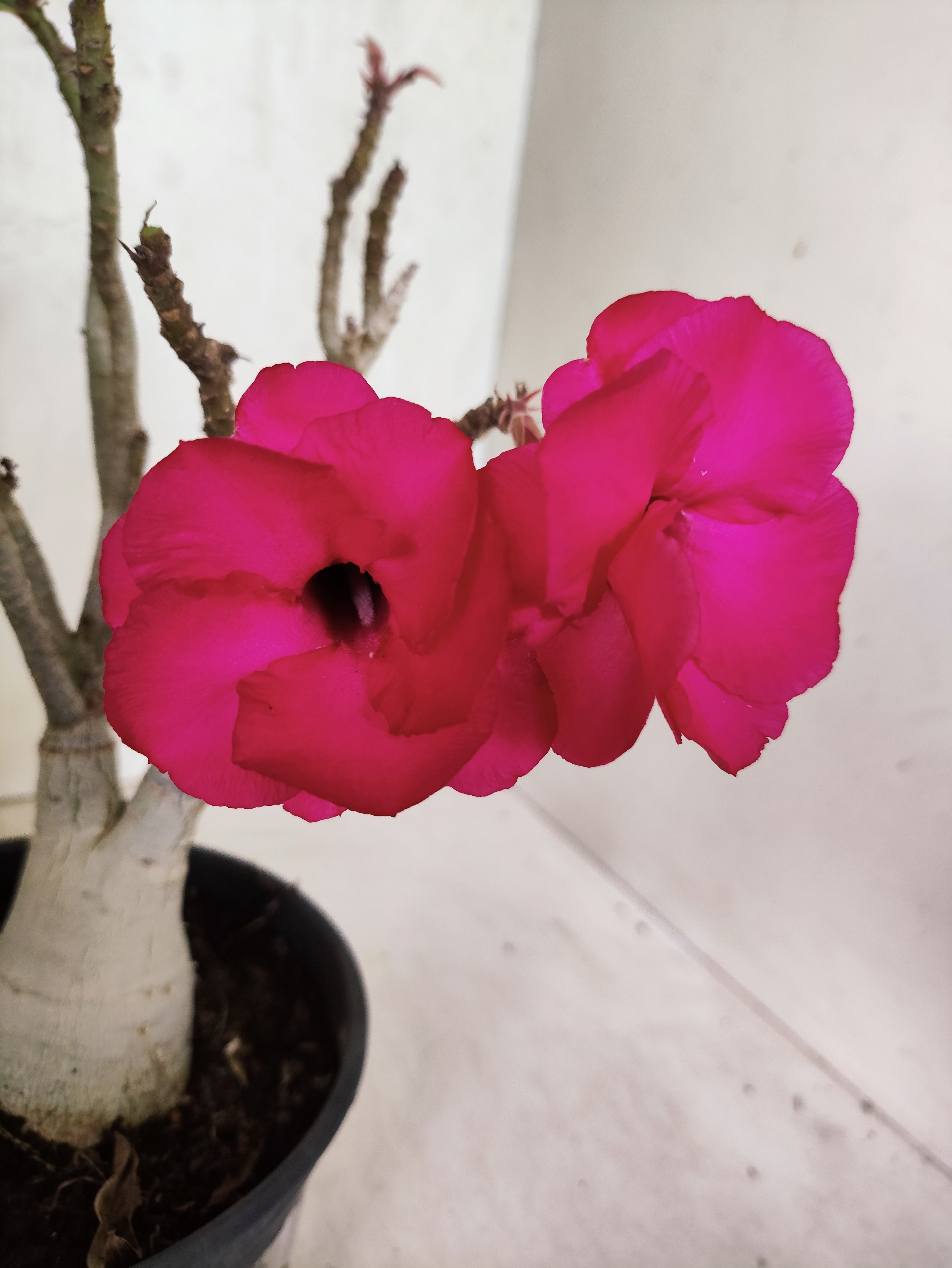 Planta Dobrada 3845 – 30cm – 02 anos