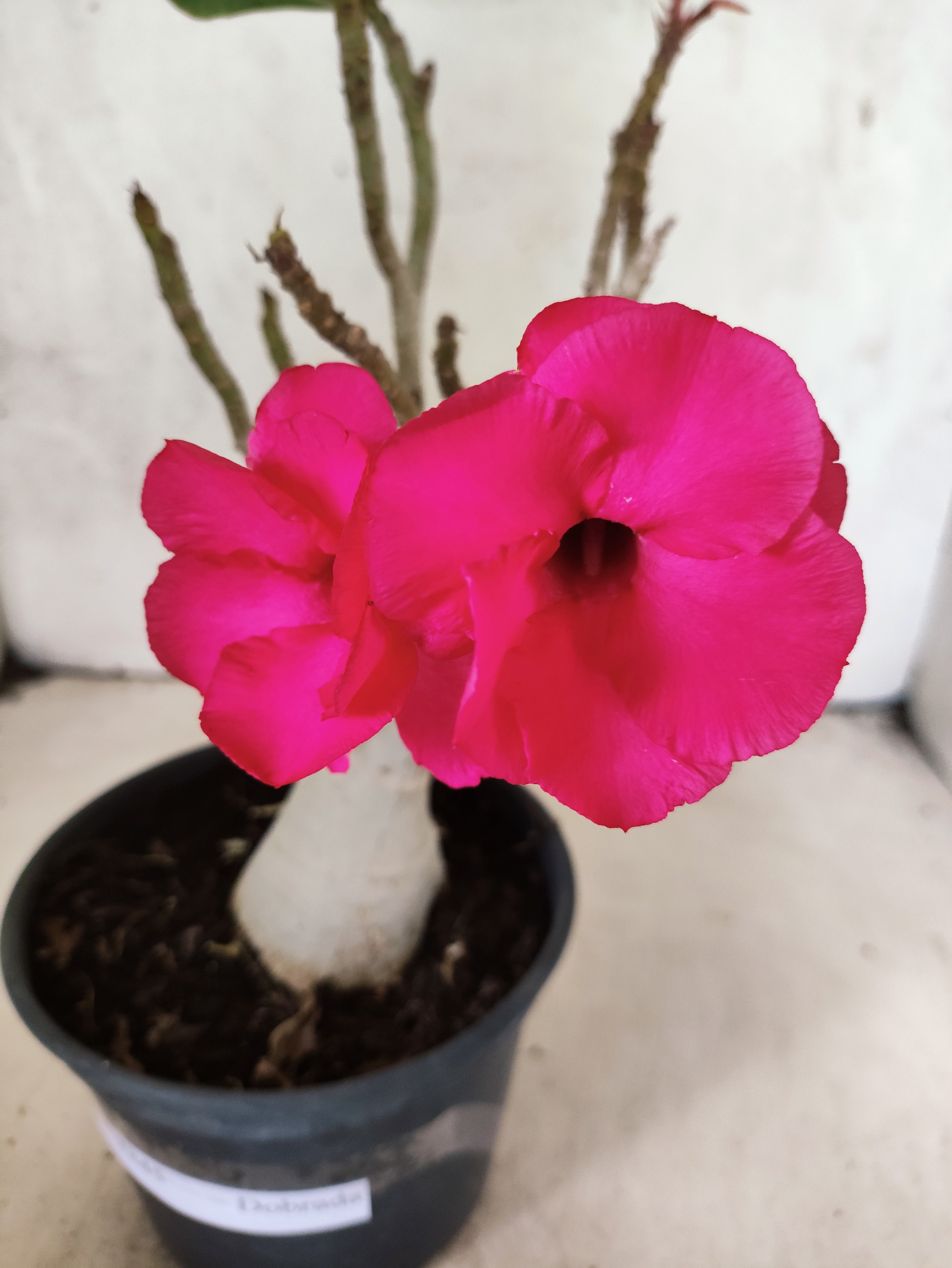 Planta Dobrada 3845 – 30cm – 02 anos