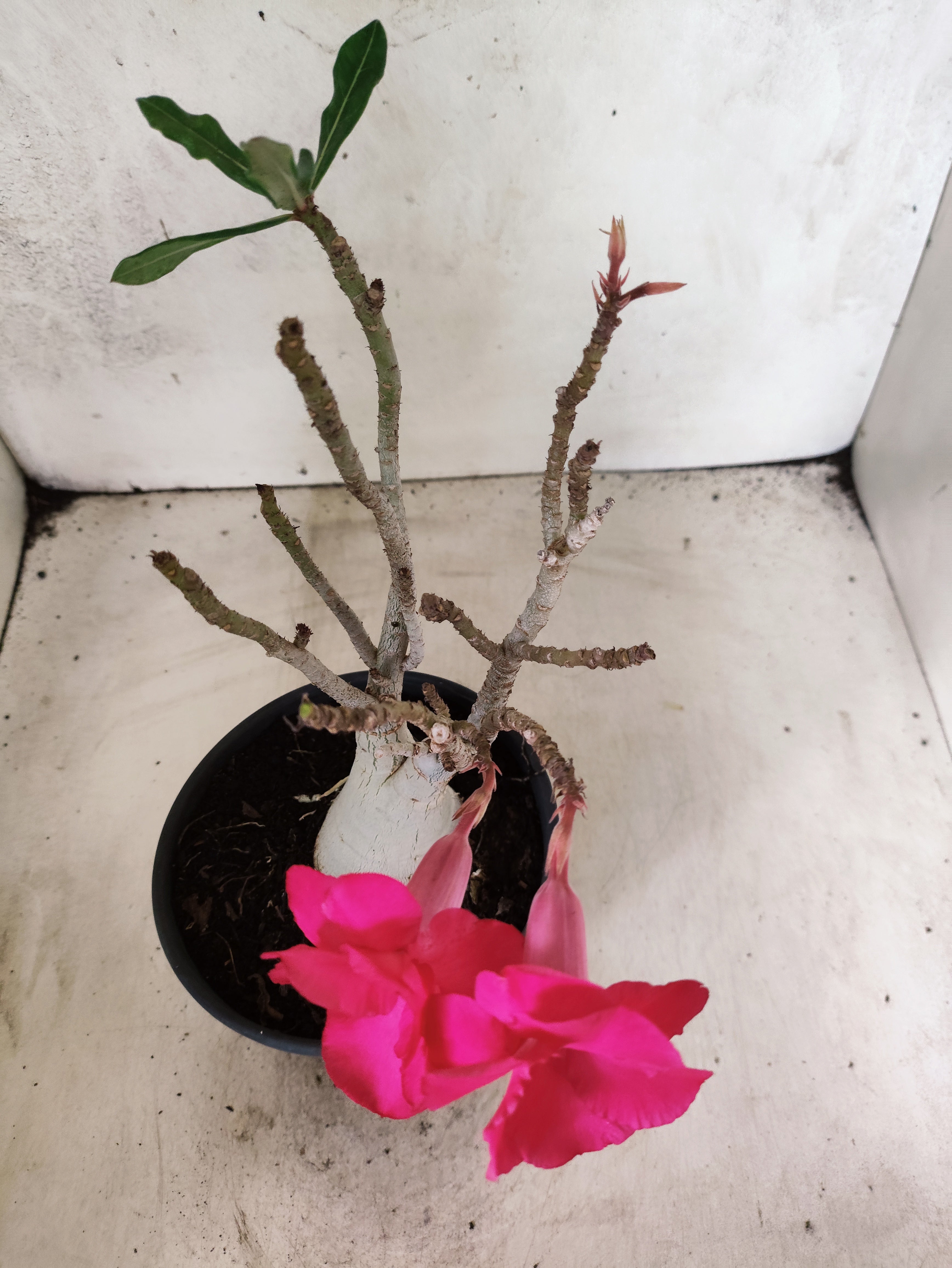 Planta Dobrada 3845 – 30cm – 02 anos