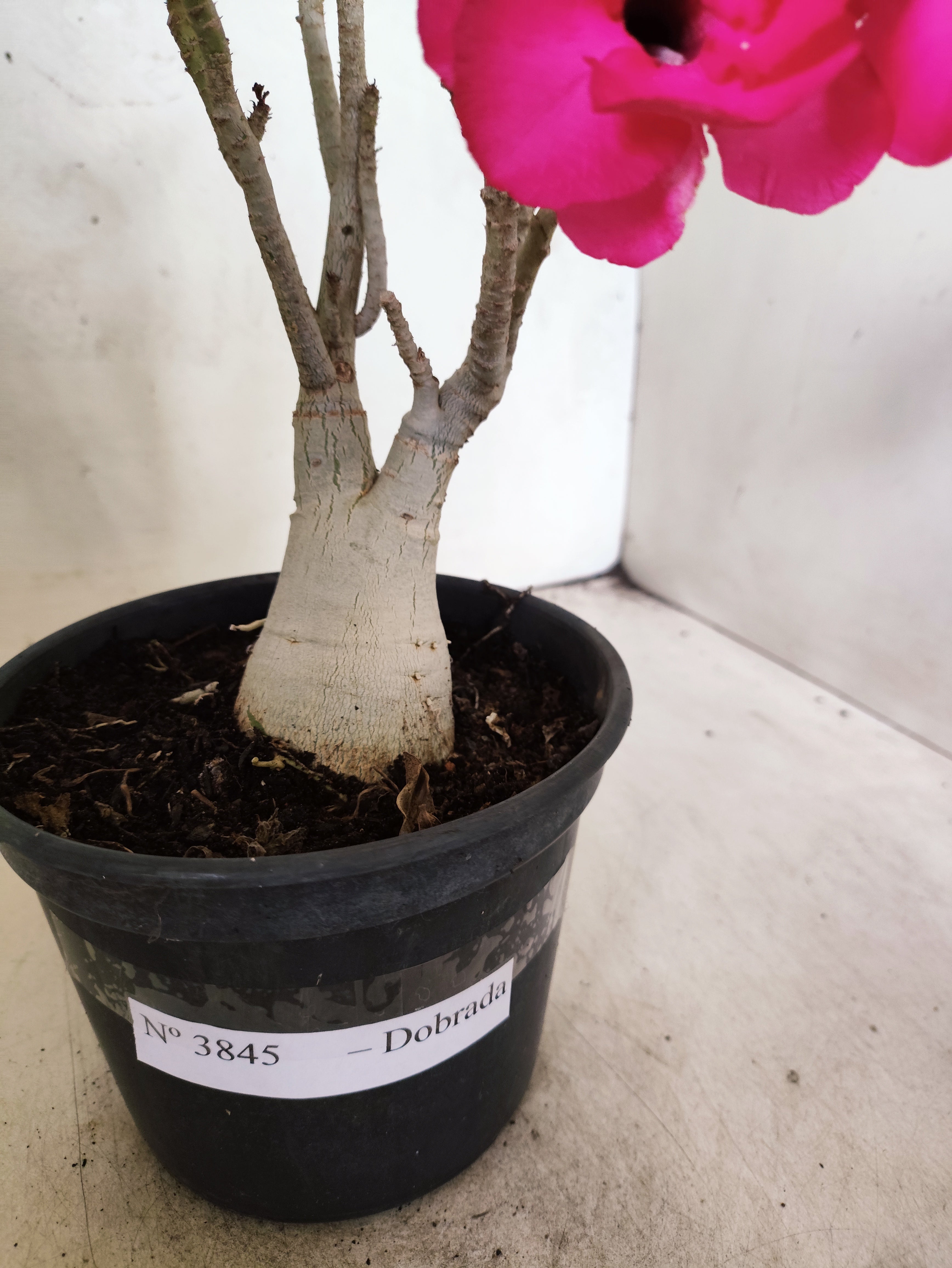Planta Dobrada 3845 – 30cm – 02 anos