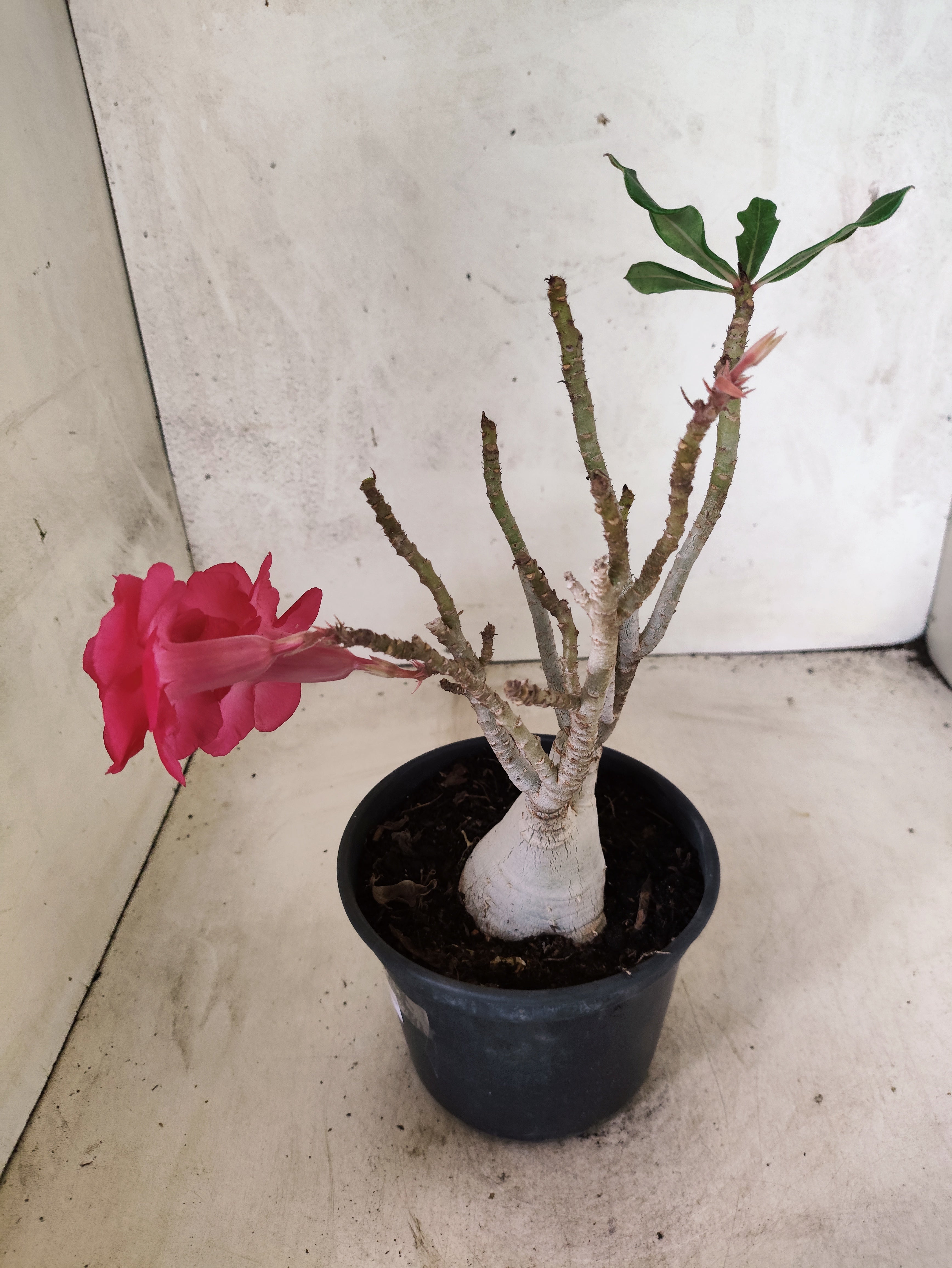 Planta Dobrada 3845 – 30cm – 02 anos