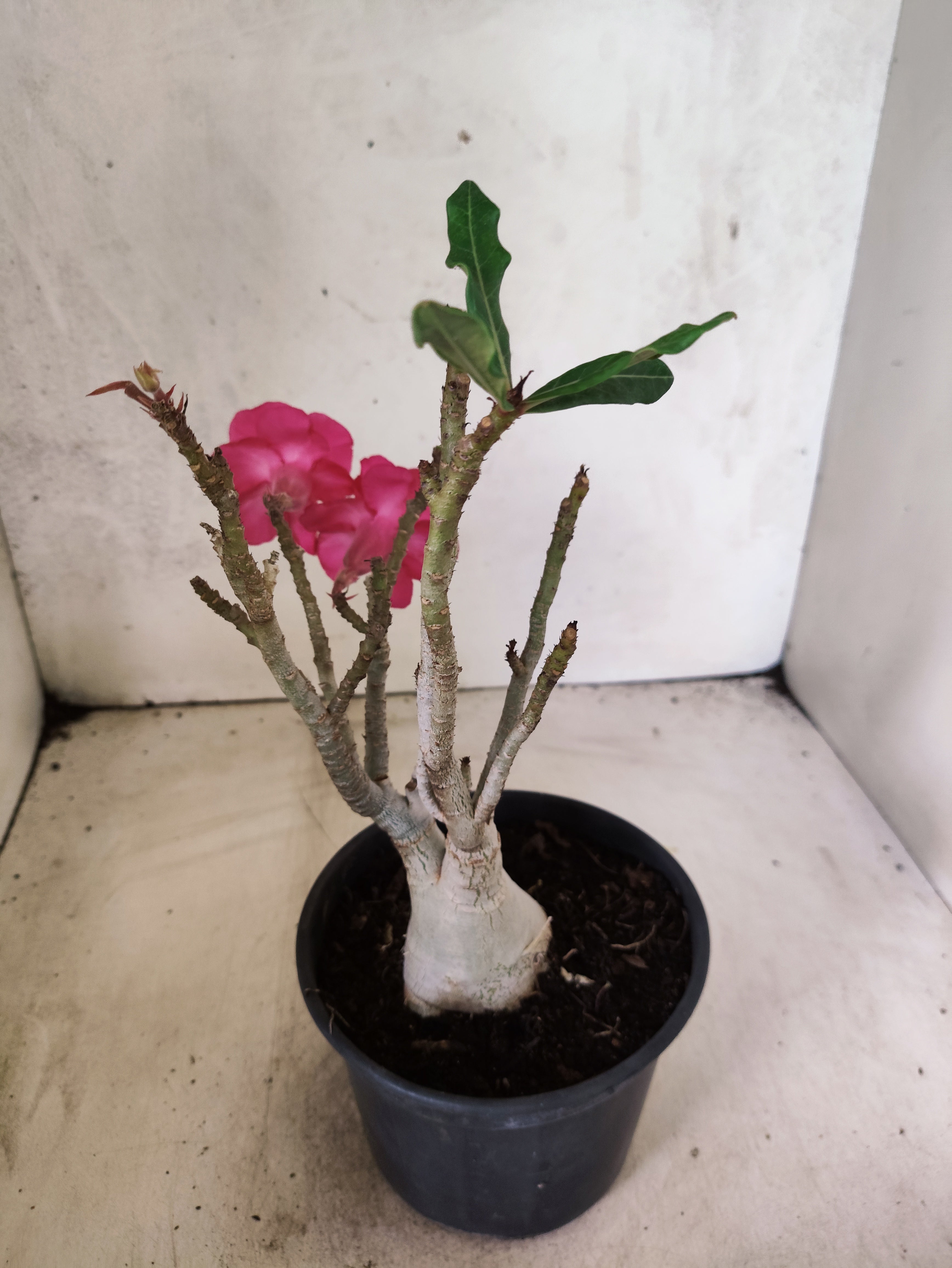 Planta Dobrada 3845 – 30cm – 02 anos