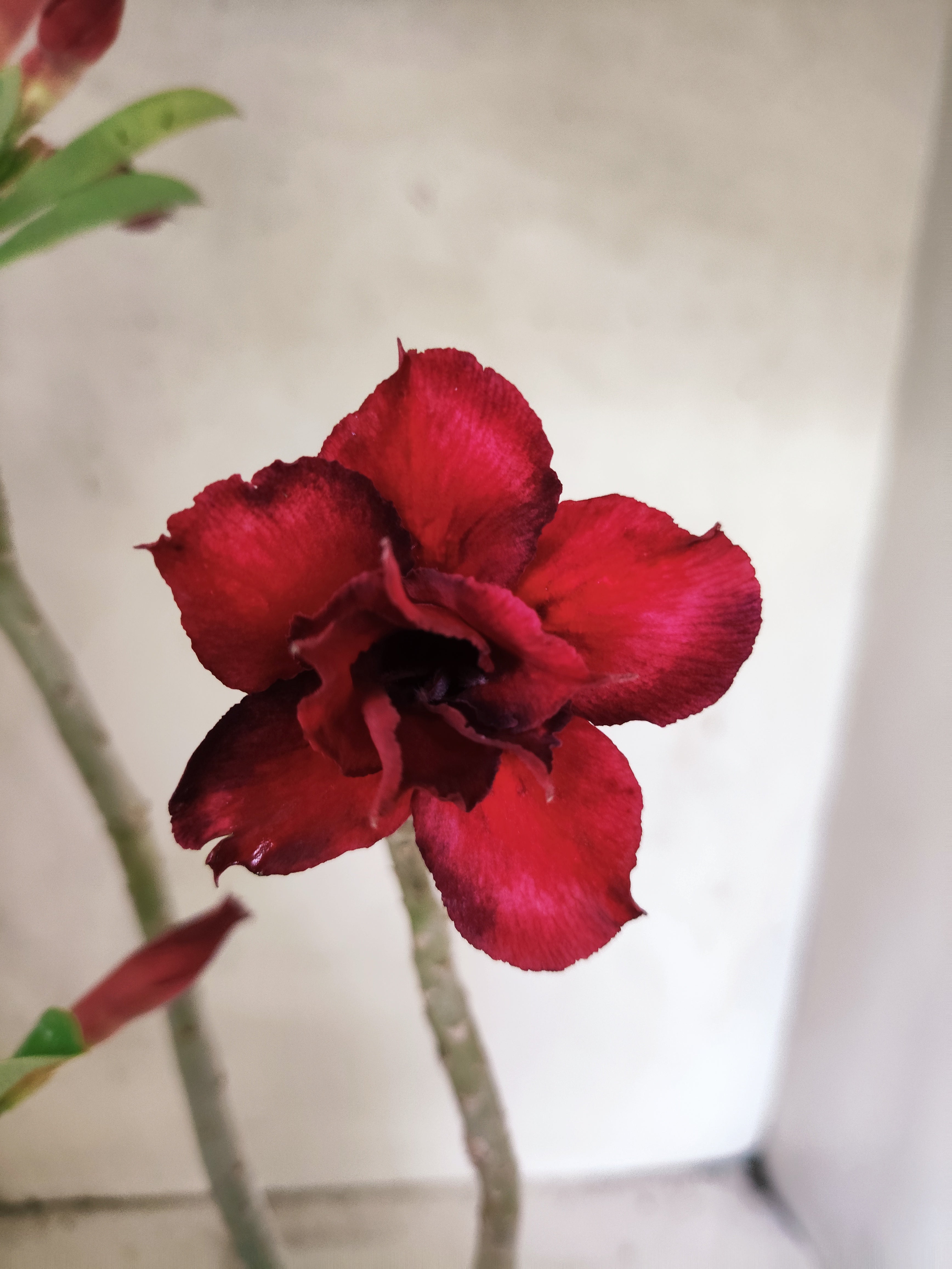 Planta Dobrada 3846 – 35cm – 03 anos