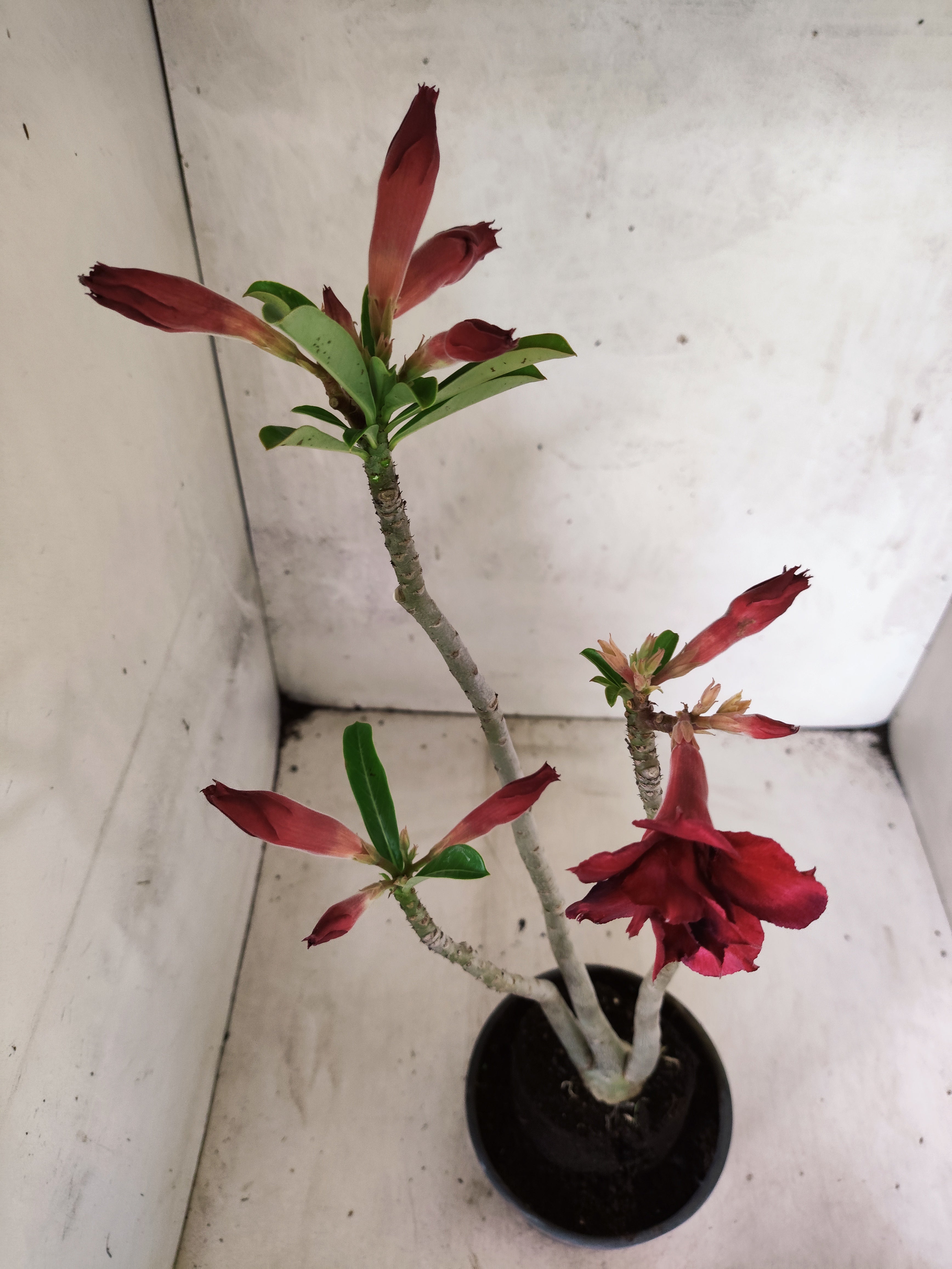 Planta Dobrada 3846 – 35cm – 03 anos