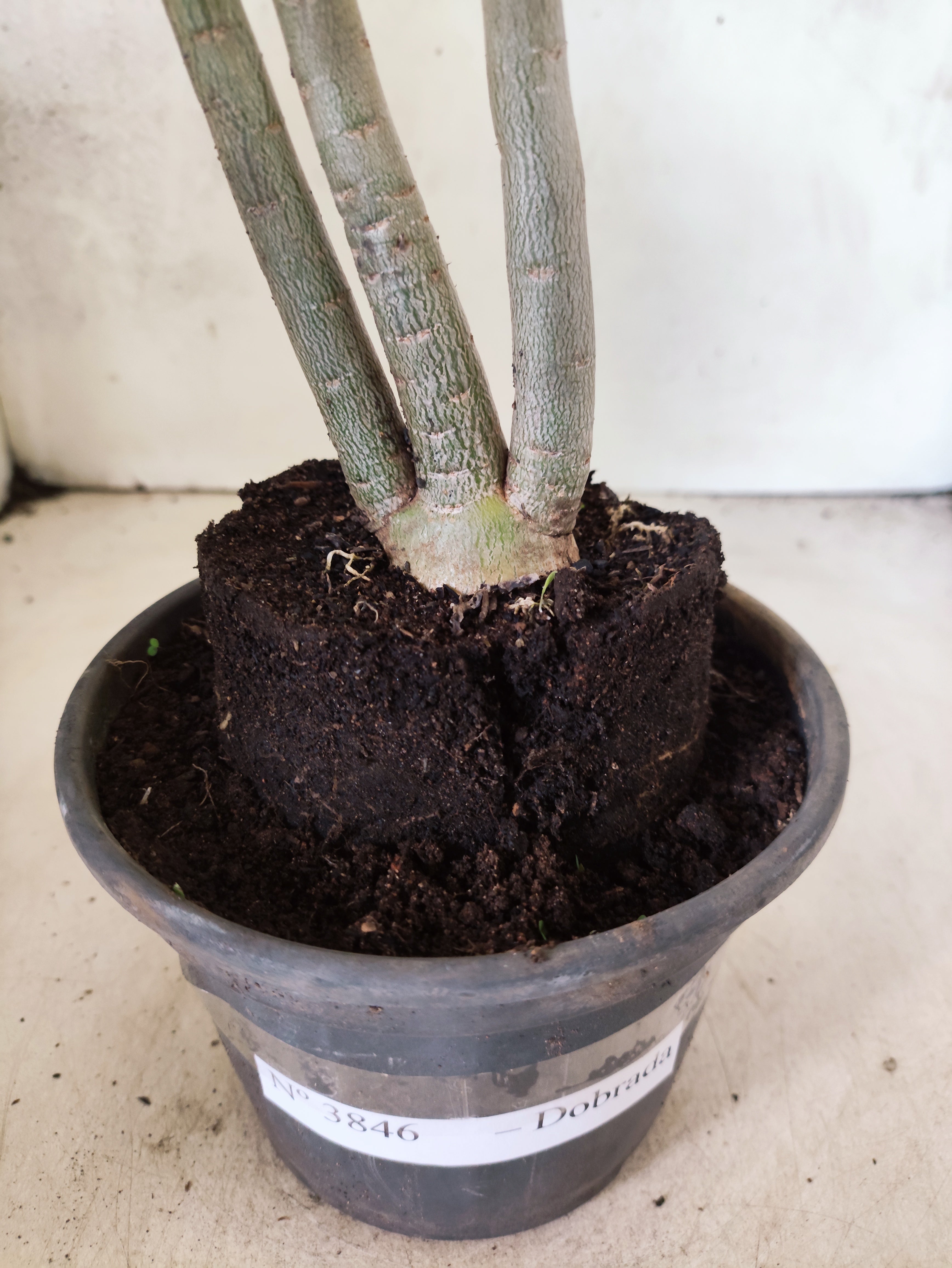 Planta Dobrada 3846 – 35cm – 03 anos