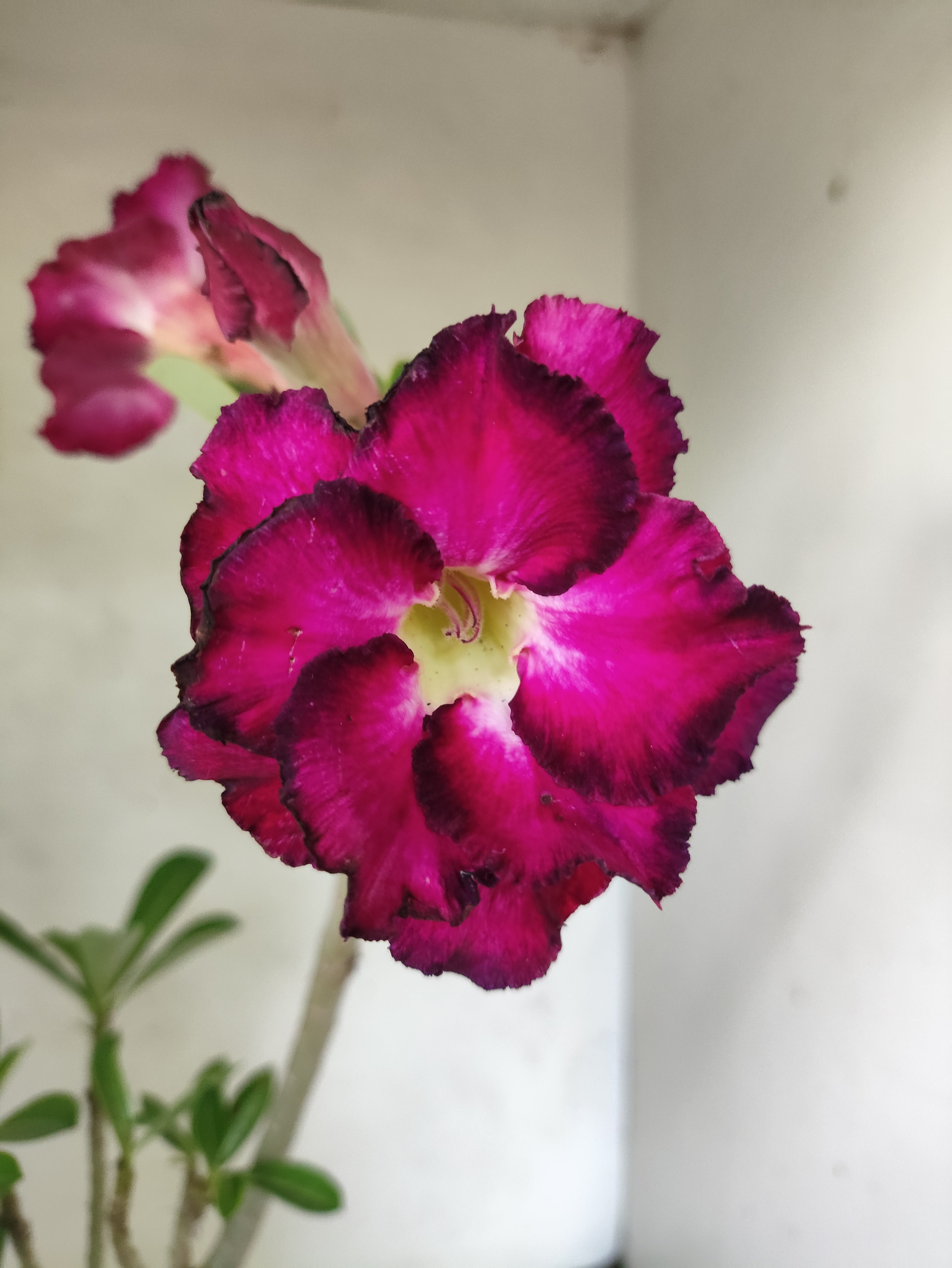 Planta Dobrada 3847 – 35cm – 03 anos