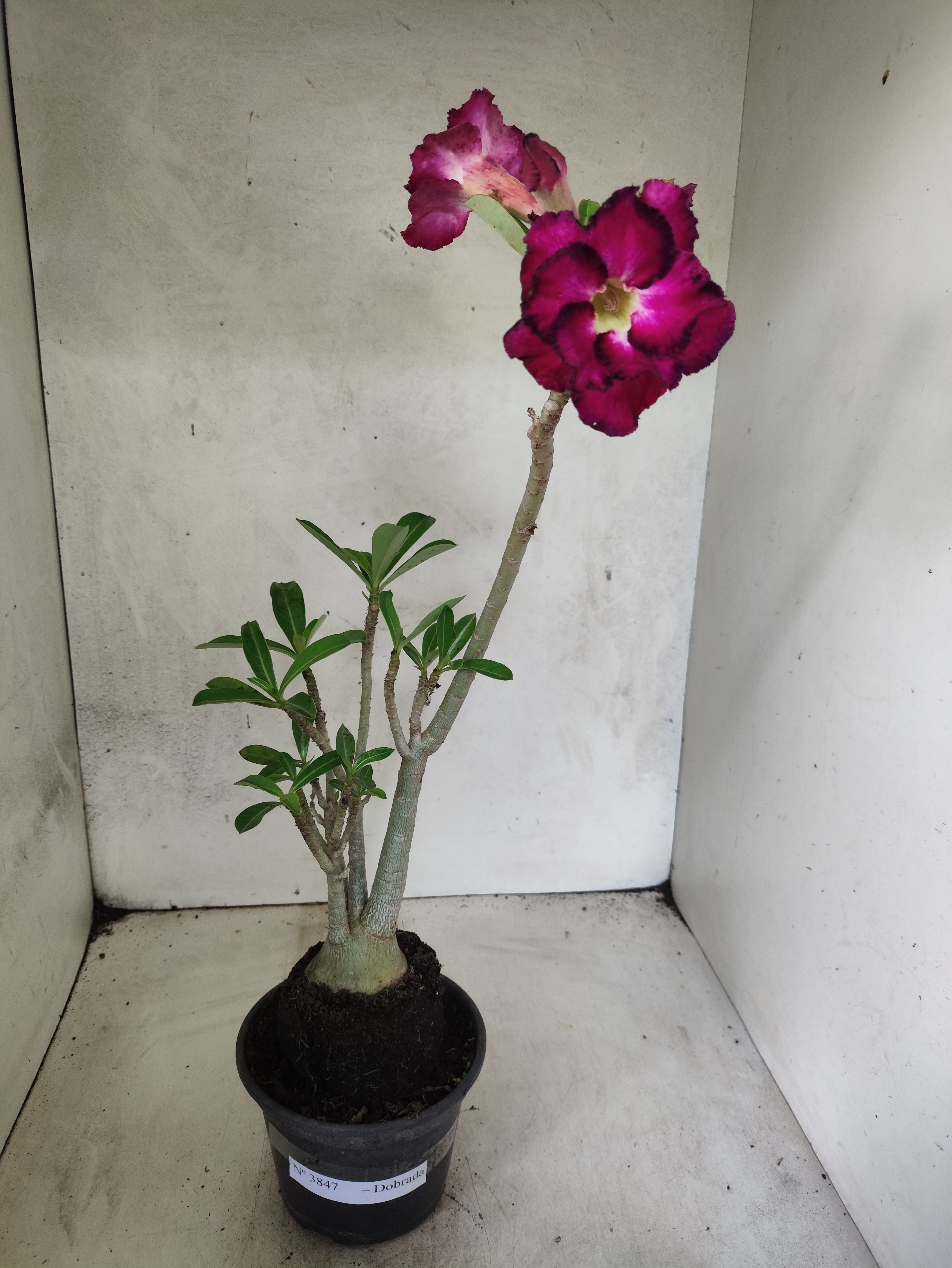 Planta Dobrada 3847 – 35cm – 03 anos