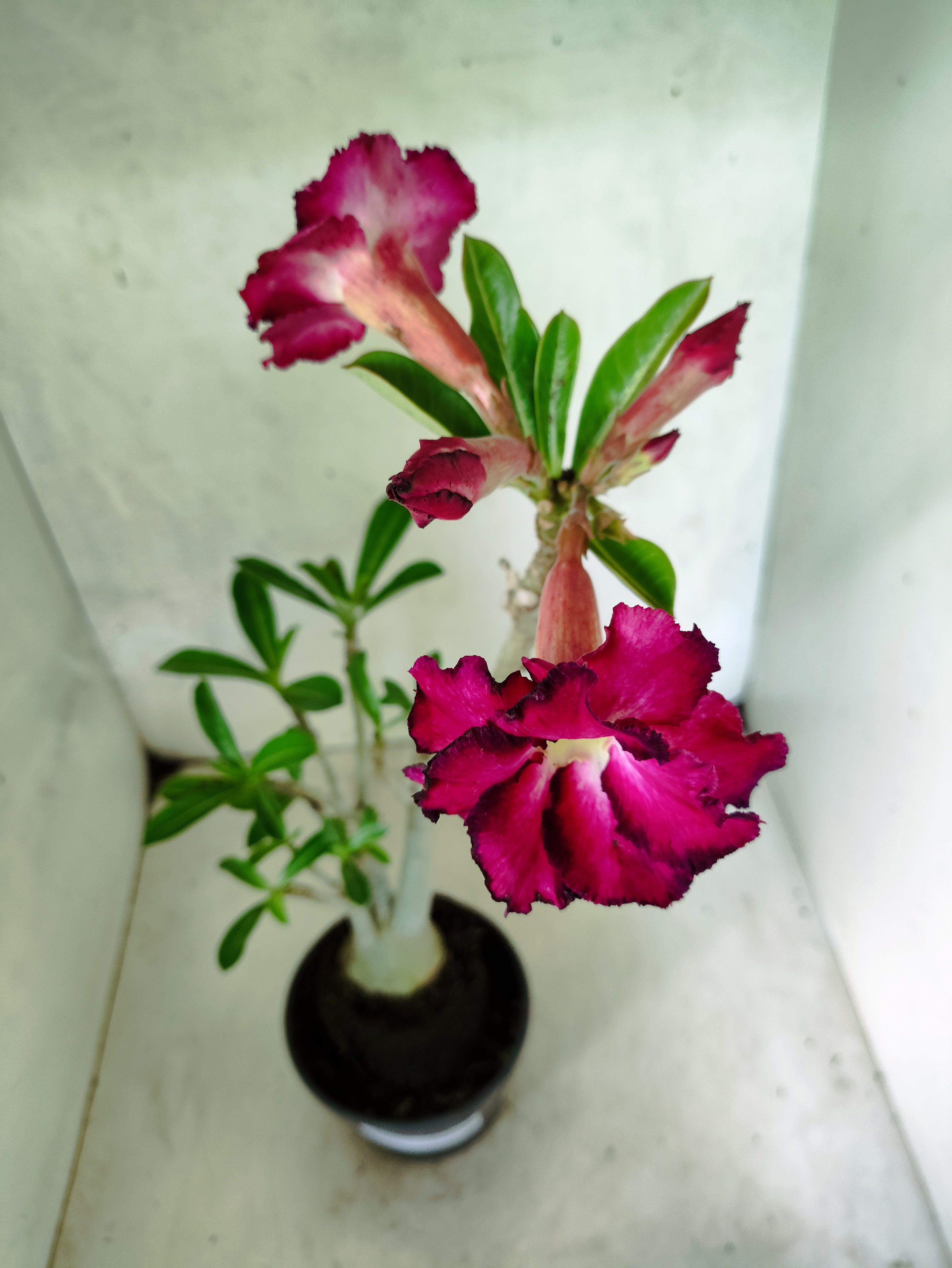 Planta Dobrada 3847 – 35cm – 03 anos