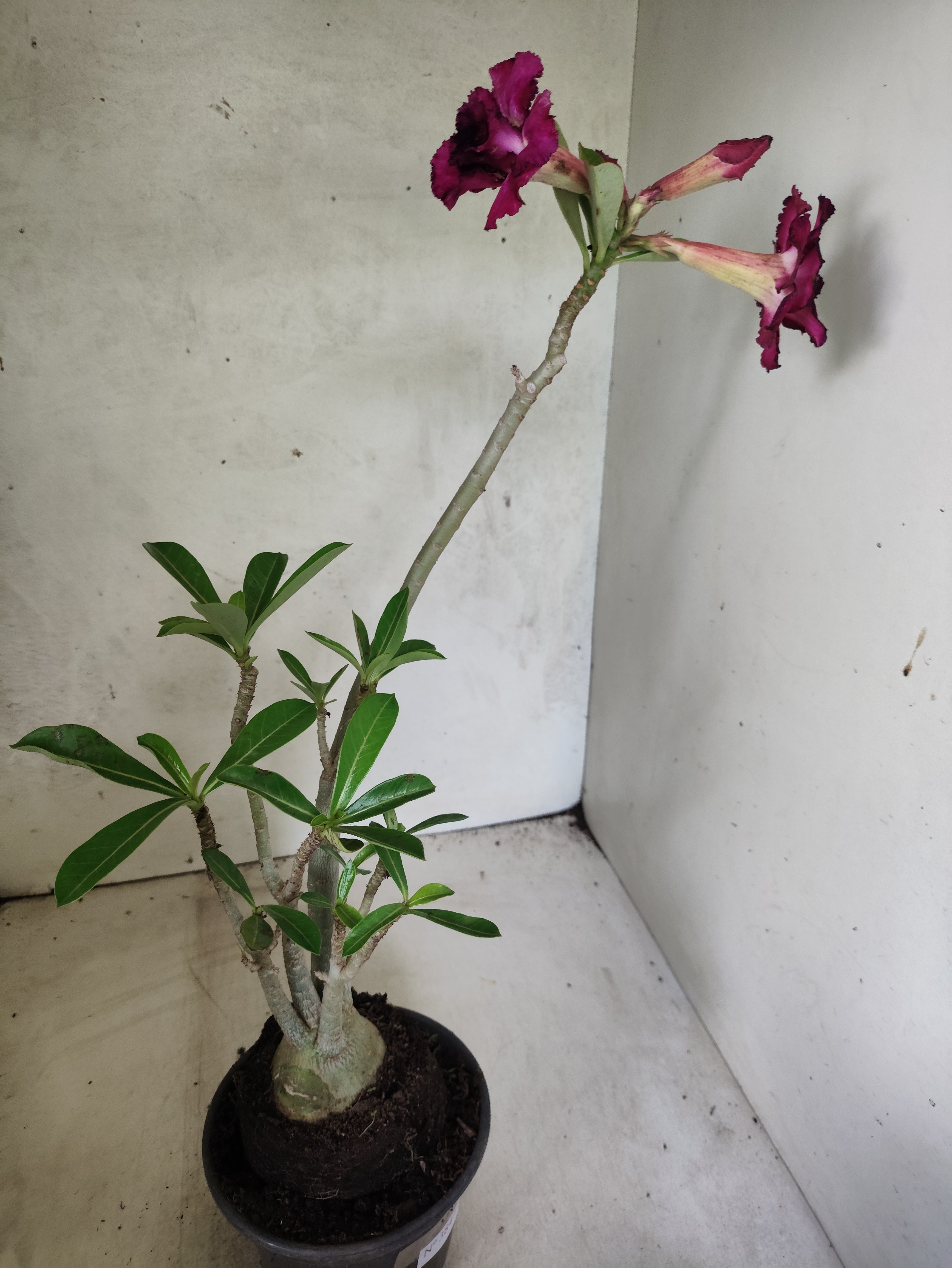 Planta Dobrada 3847 – 35cm – 03 anos