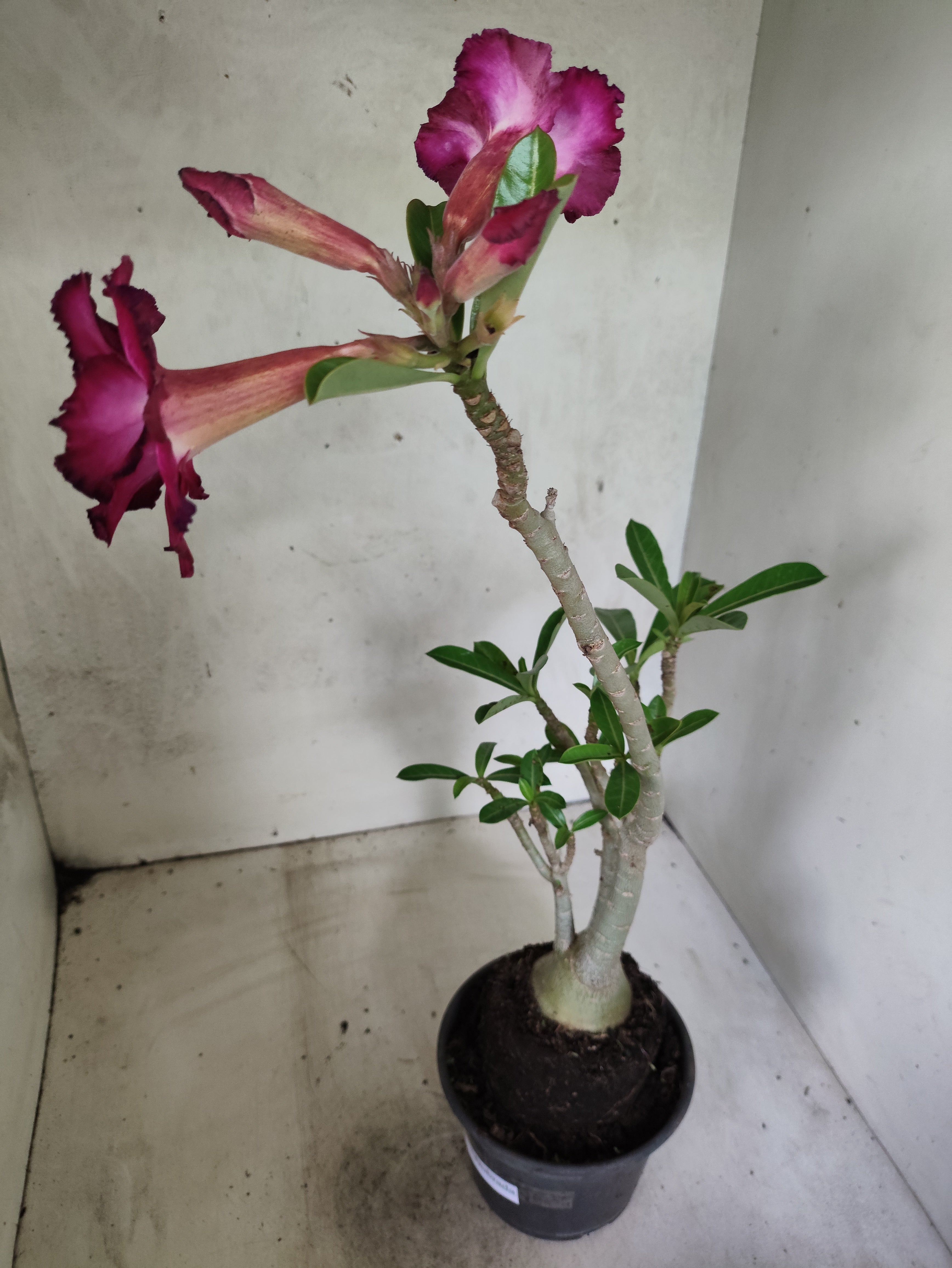 Planta Dobrada 3847 – 35cm – 03 anos
