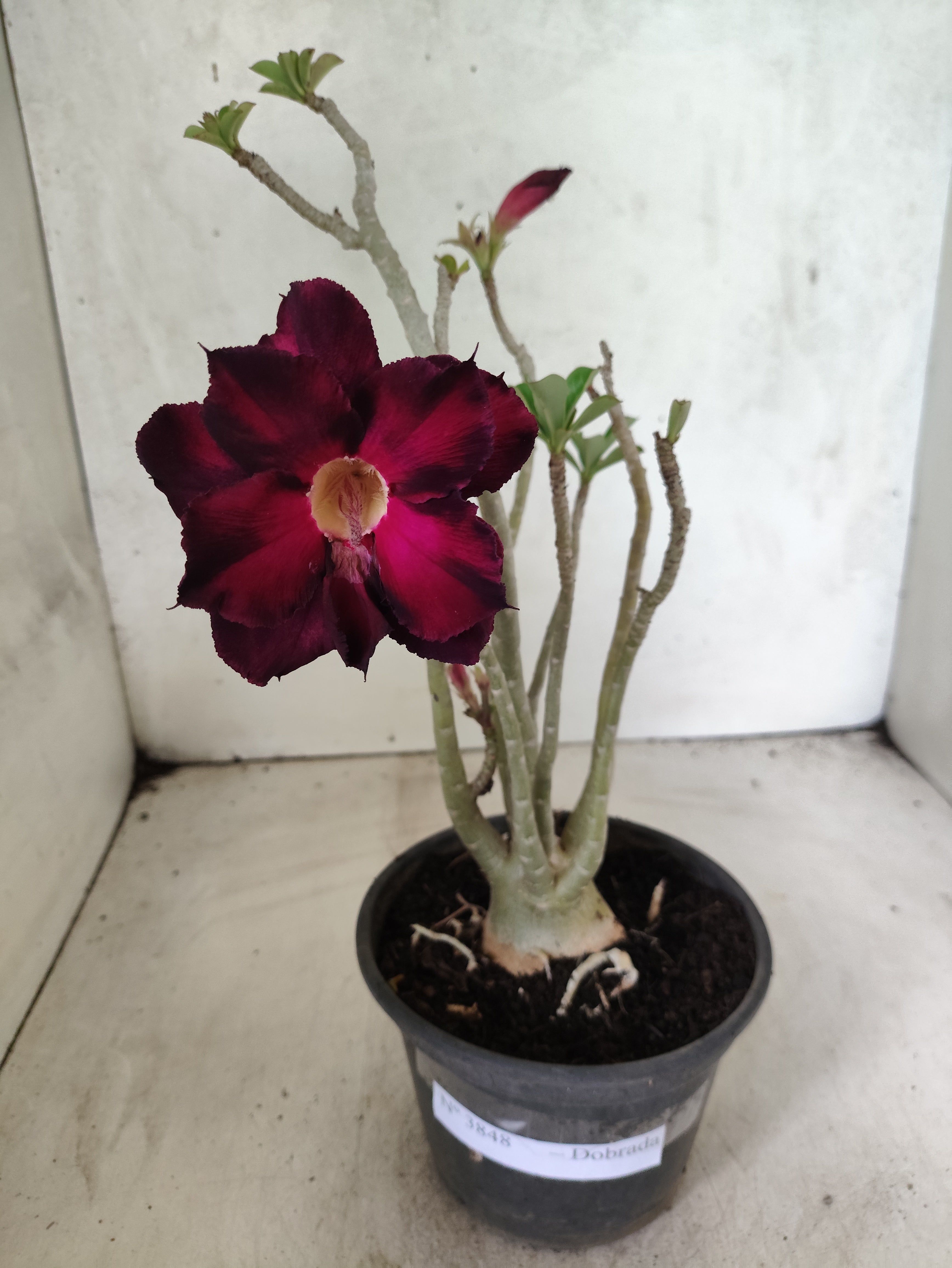 Planta Dobrada 3848 – 35cm – 03 anos