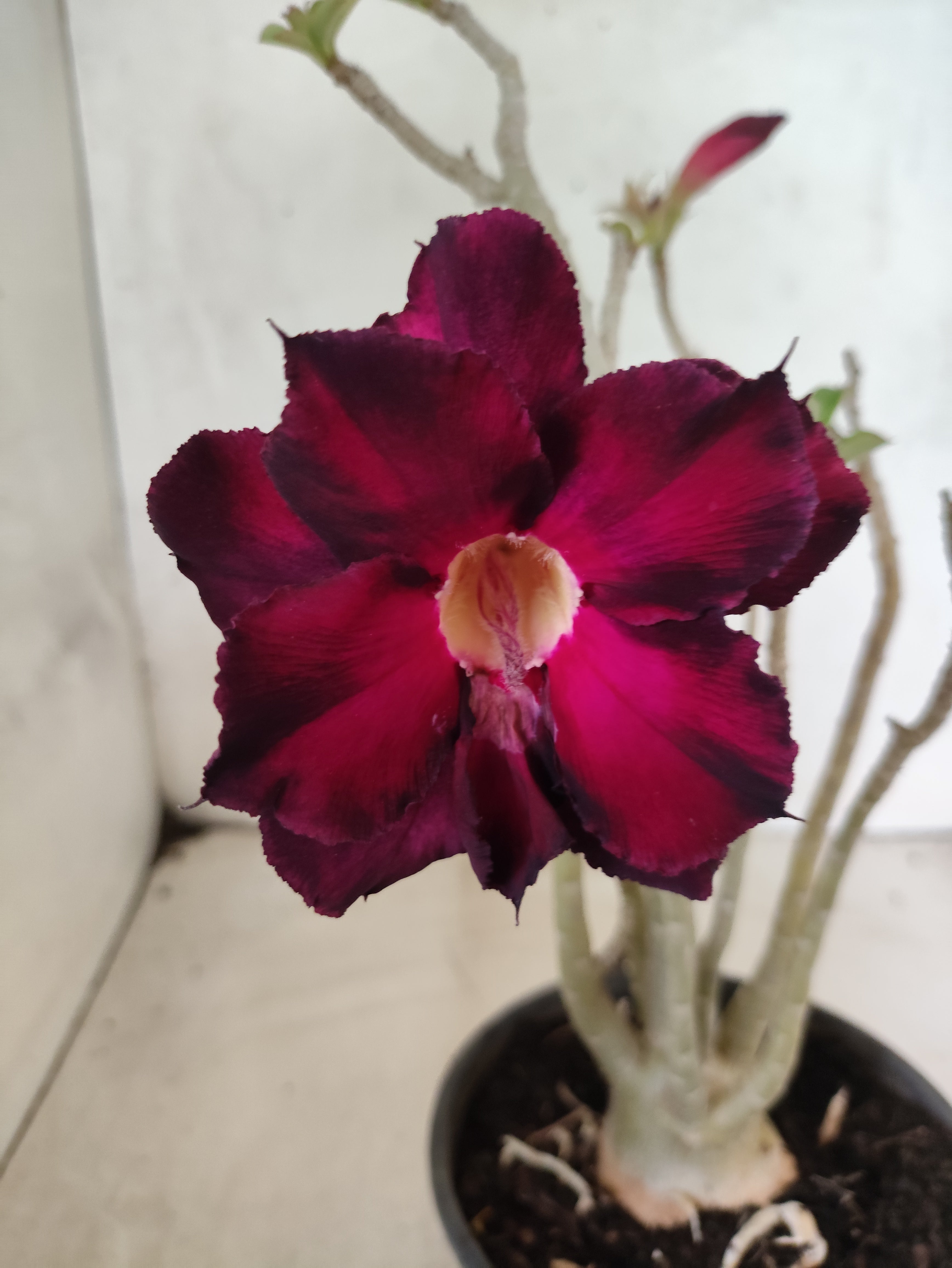 Planta Dobrada 3848 – 35cm – 03 anos