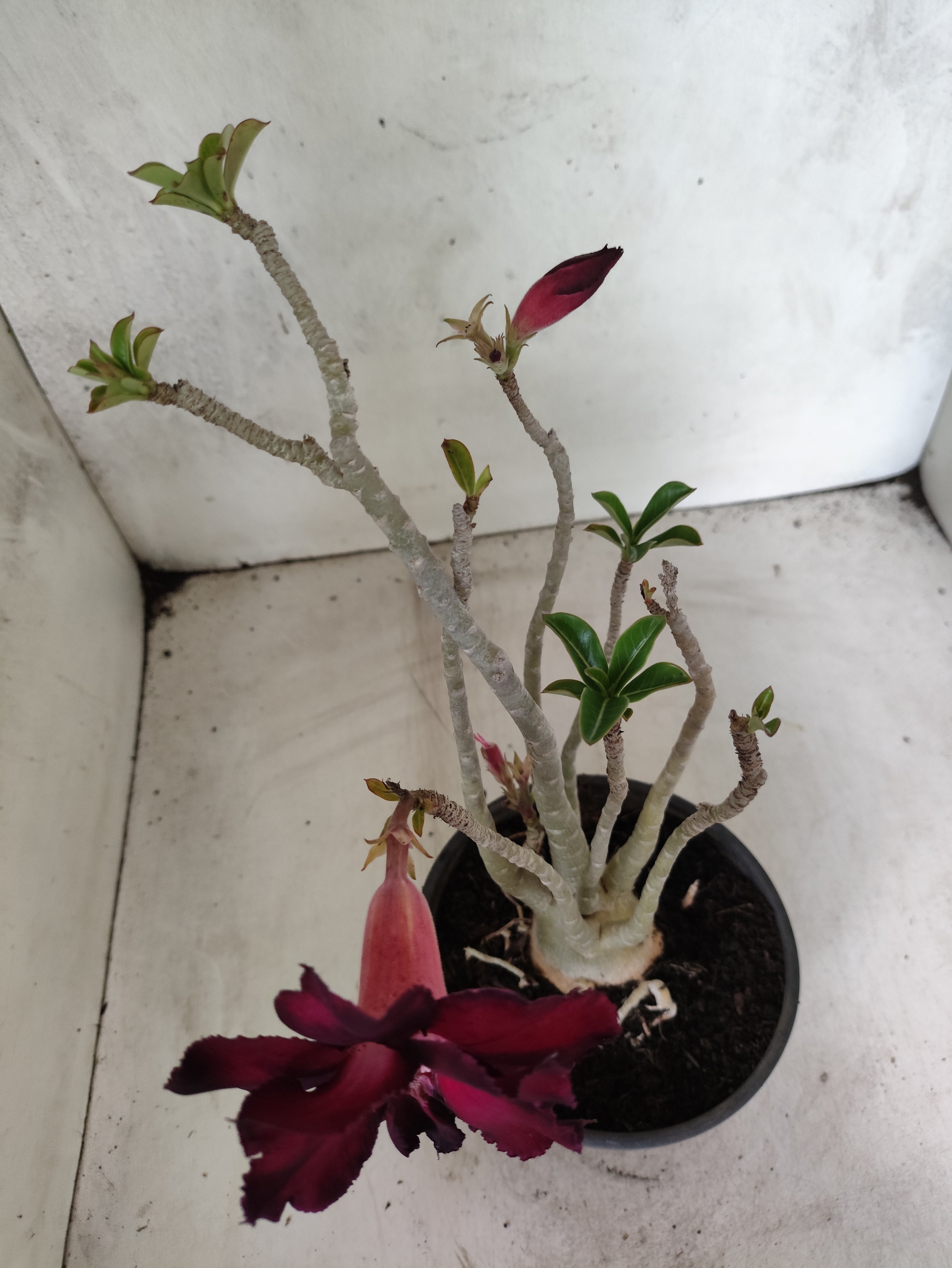 Planta Dobrada 3848 – 35cm – 03 anos
