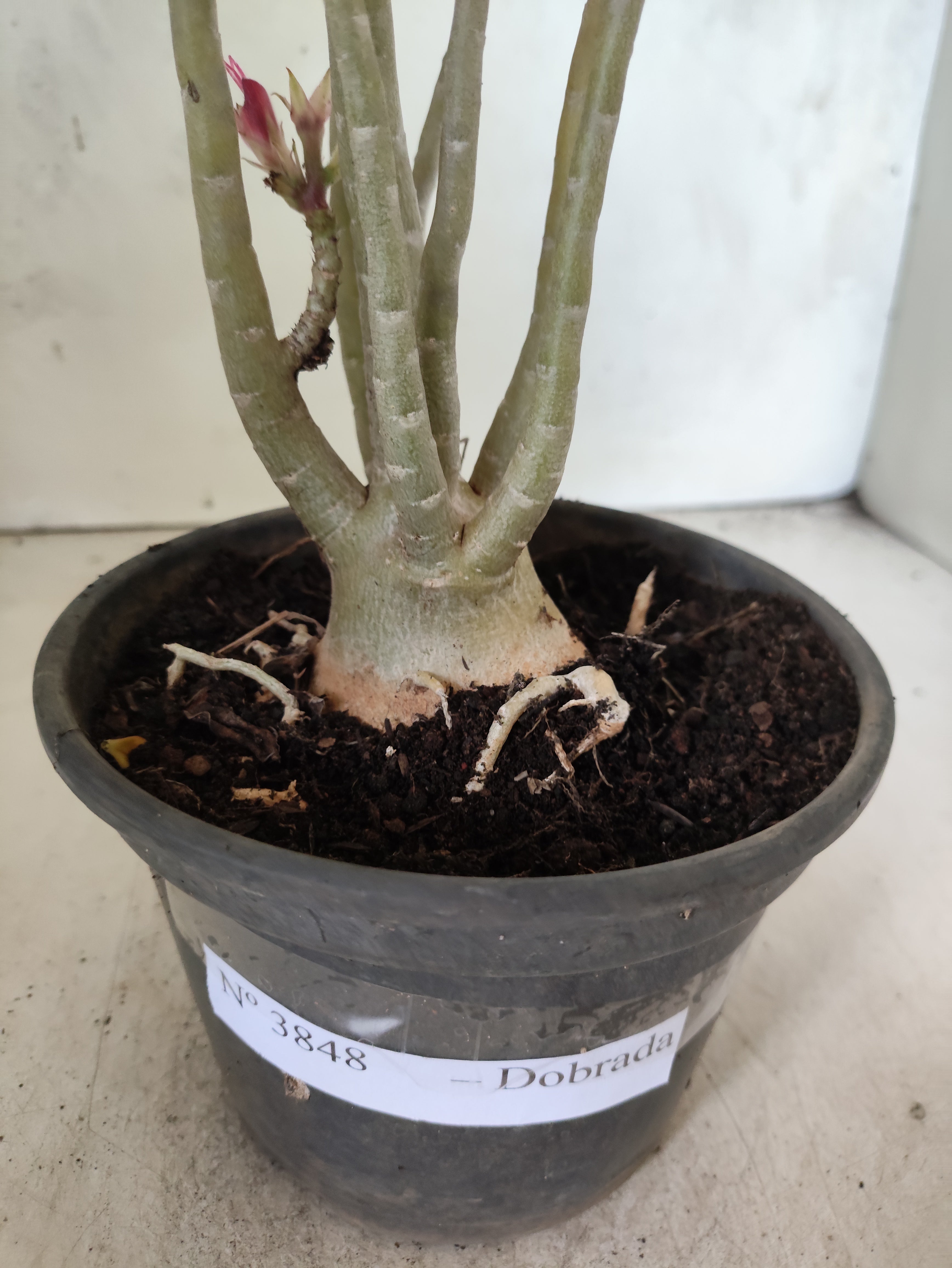 Planta Dobrada 3848 – 35cm – 03 anos