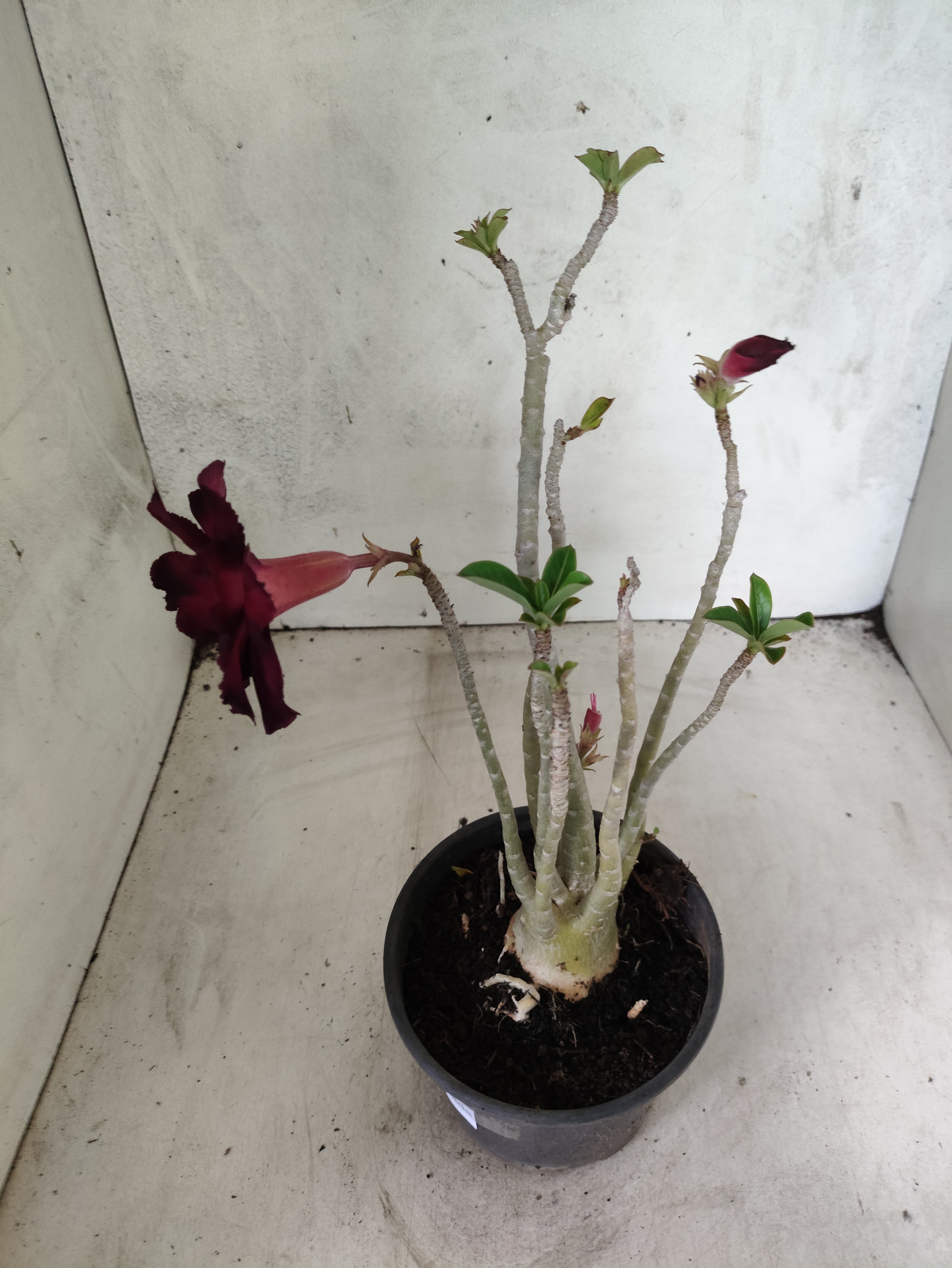 Planta Dobrada 3848 – 35cm – 03 anos