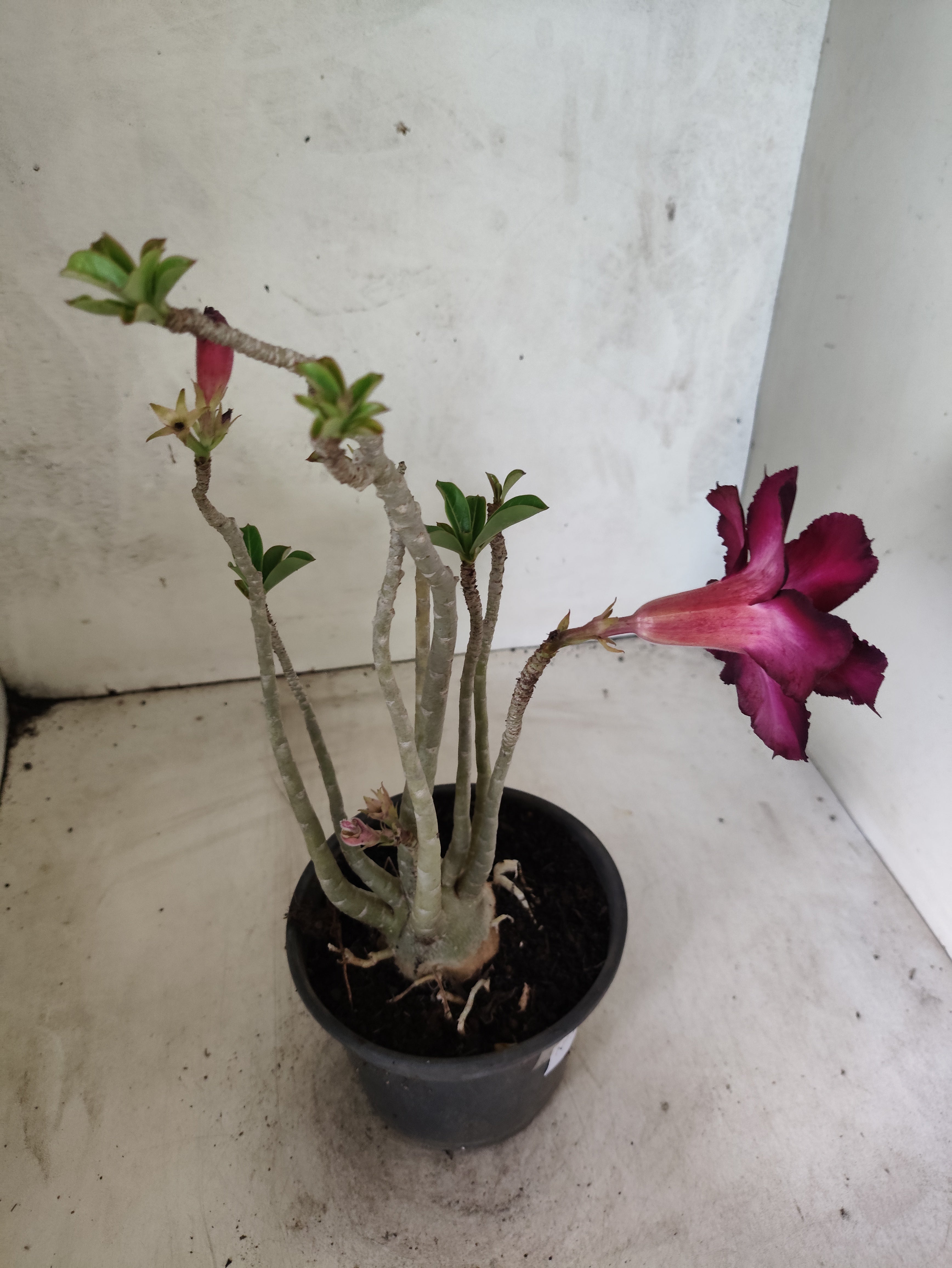 Planta Dobrada 3848 – 35cm – 03 anos