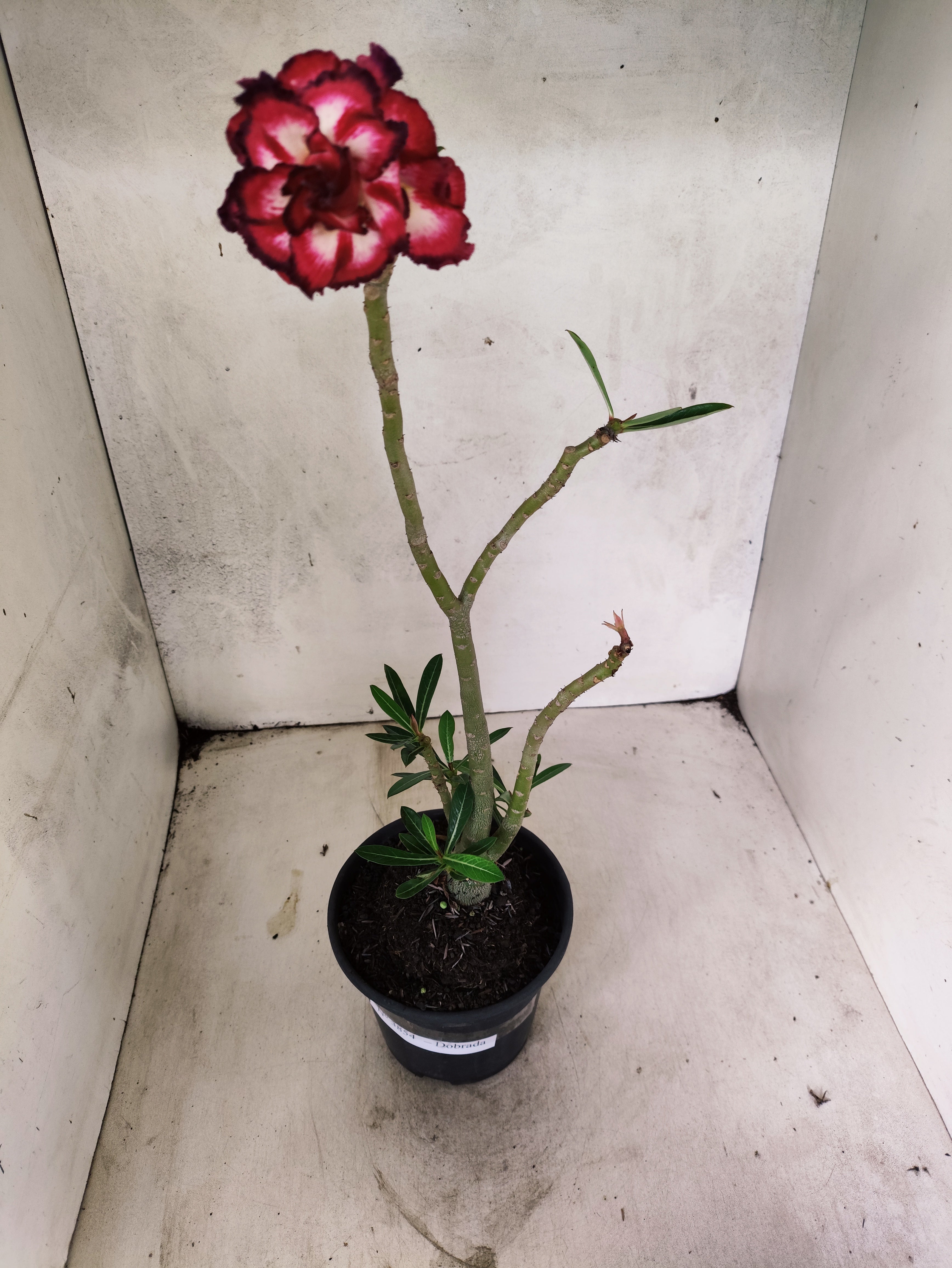 Planta Dobrada 3854 – 35cm – 03 anos