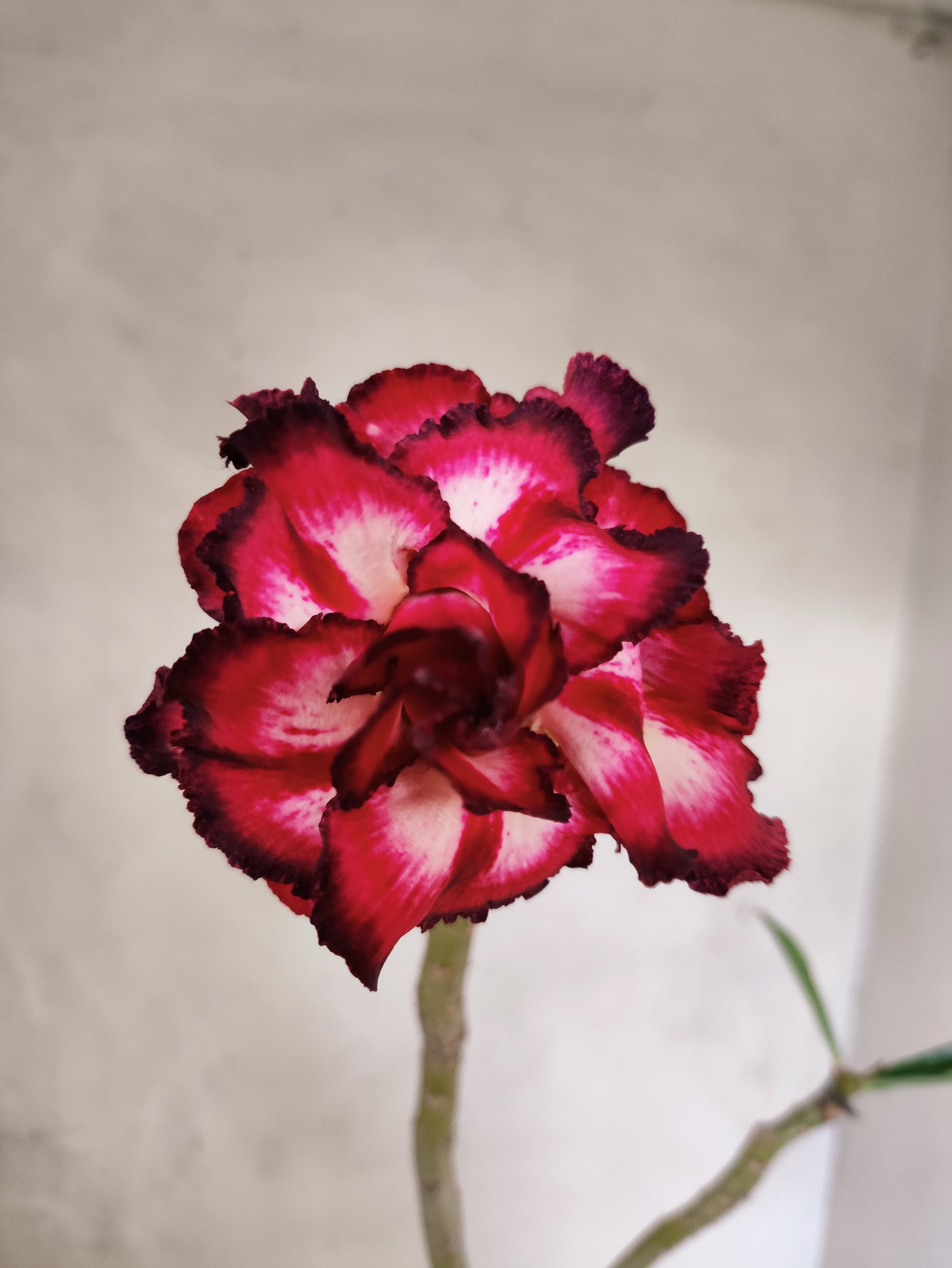 Planta Dobrada 3854 – 35cm – 03 anos