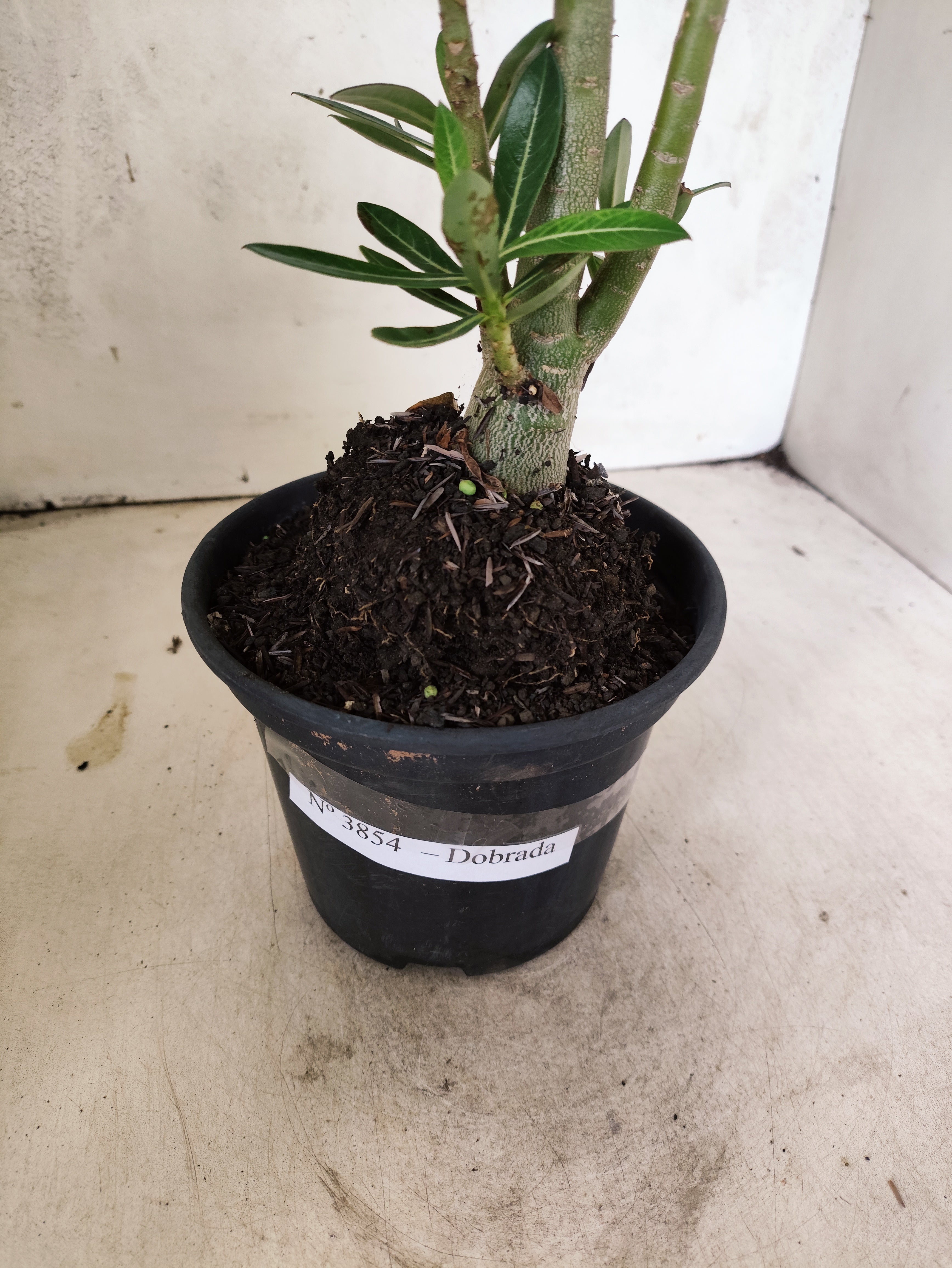 Planta Dobrada 3854 – 35cm – 03 anos