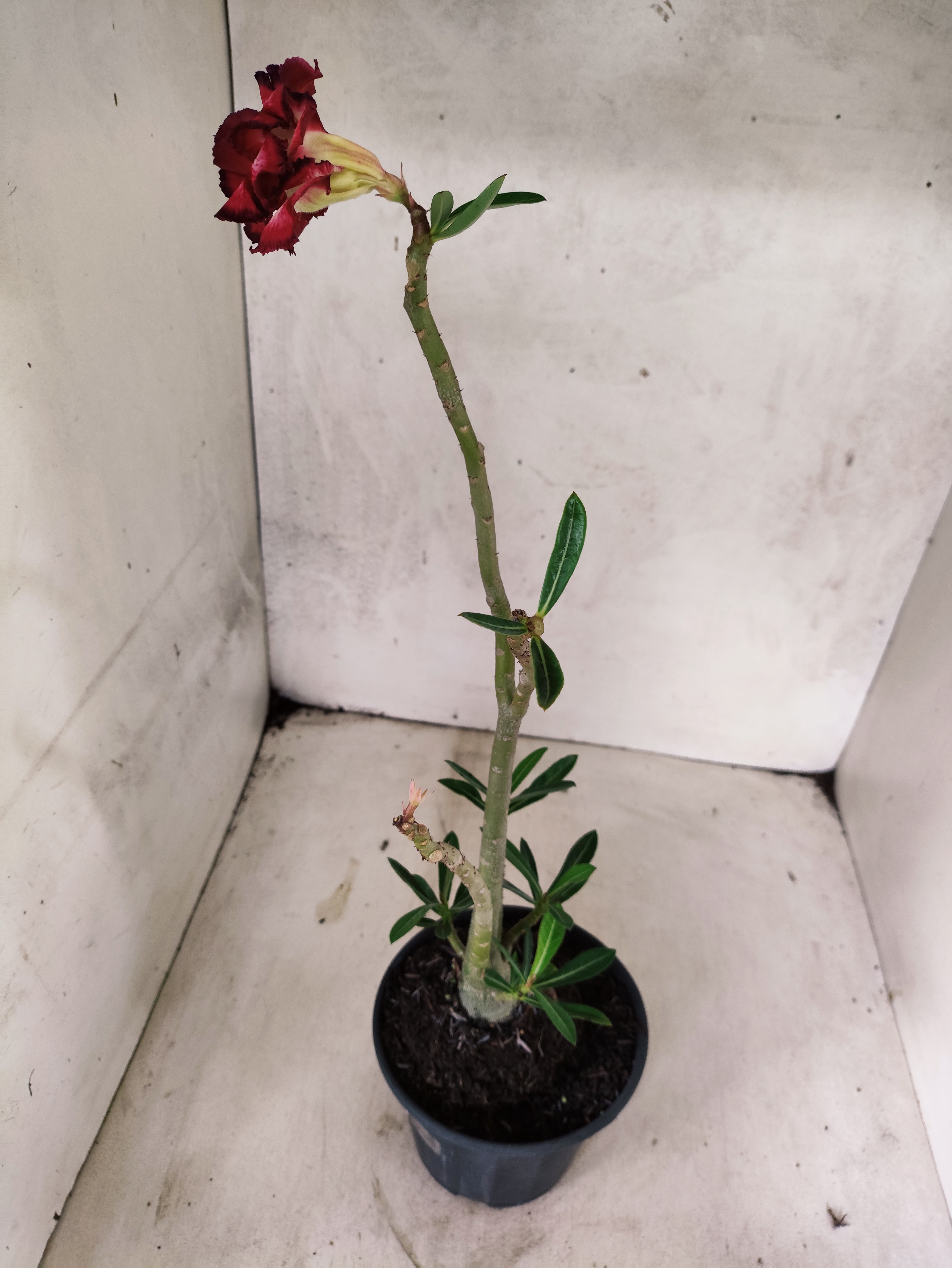 Planta Dobrada 3854 – 35cm – 03 anos