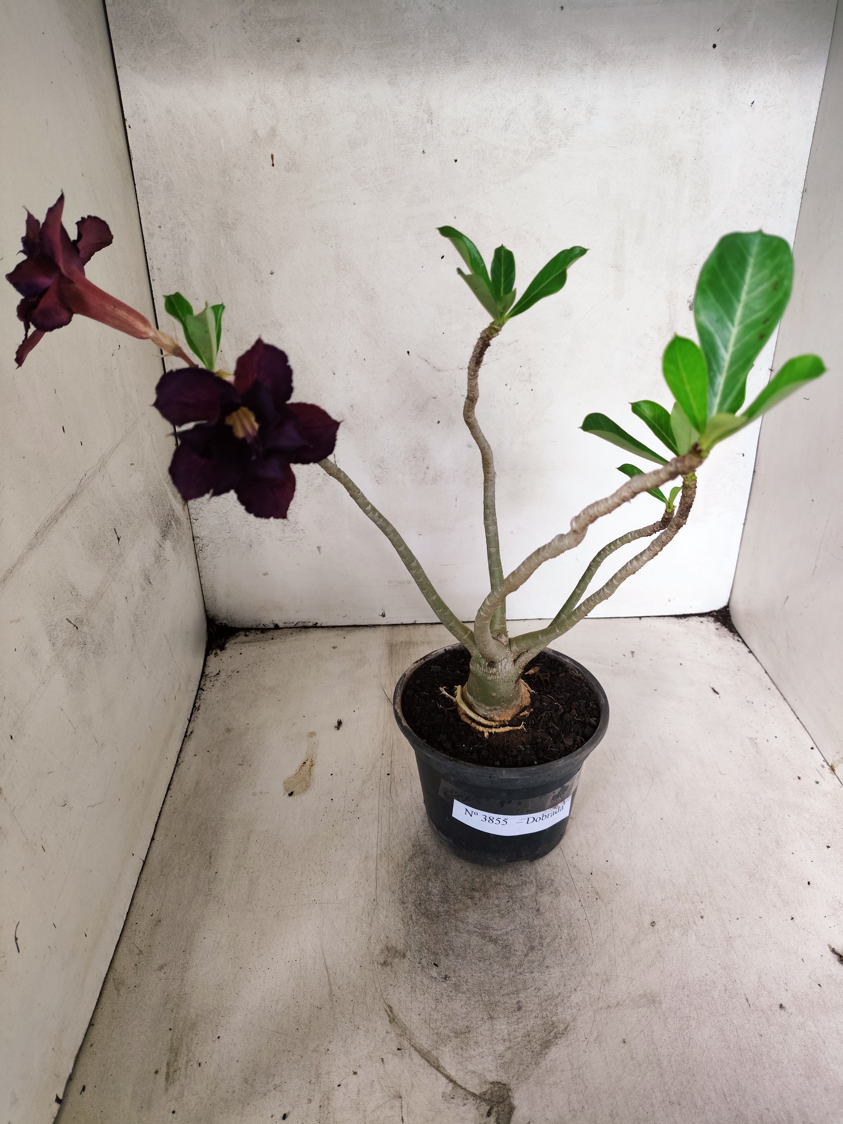 Planta Dobrada 3855 – 35cm – 03 anos