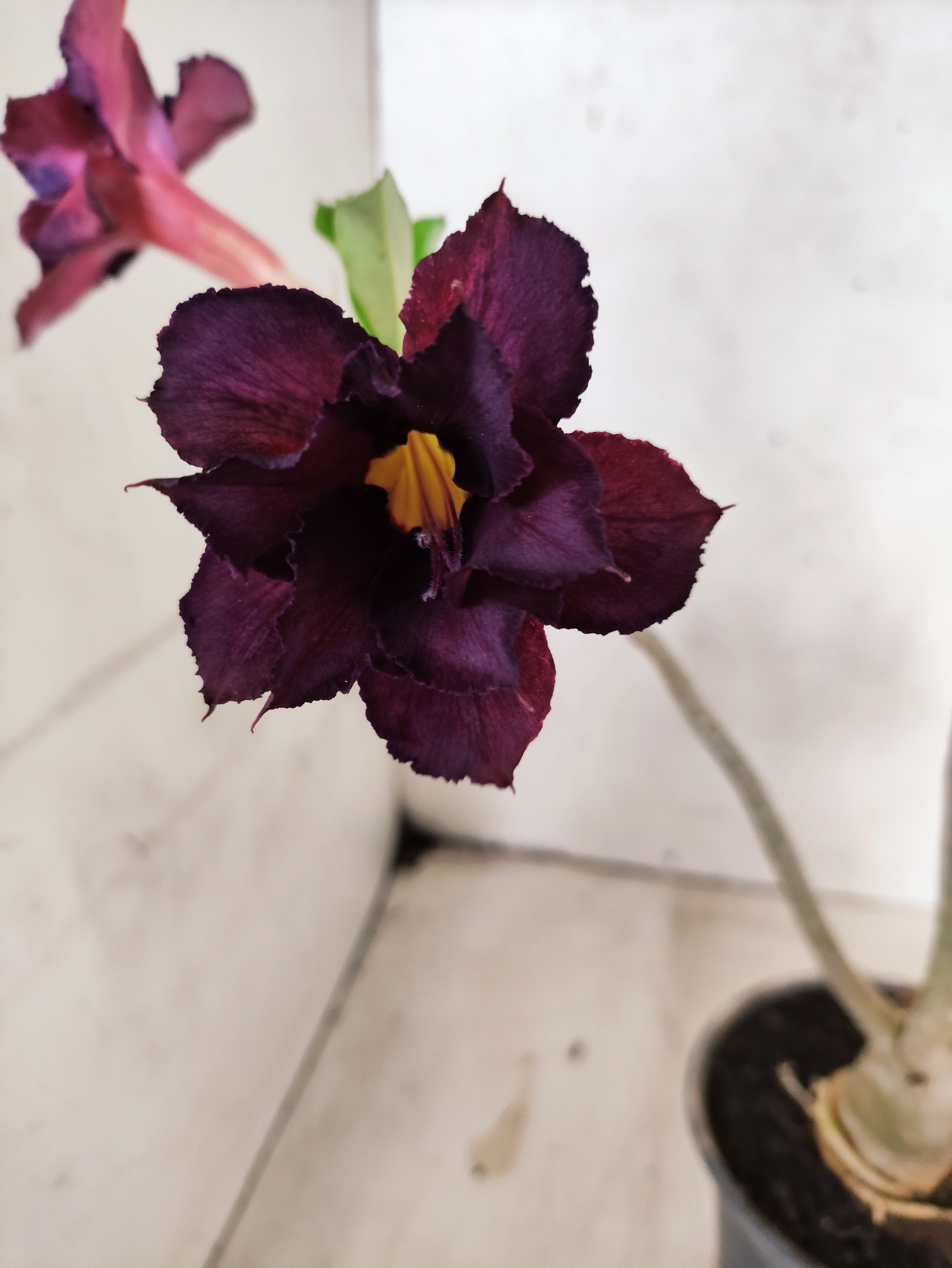 Planta Dobrada 3855 – 35cm – 03 anos