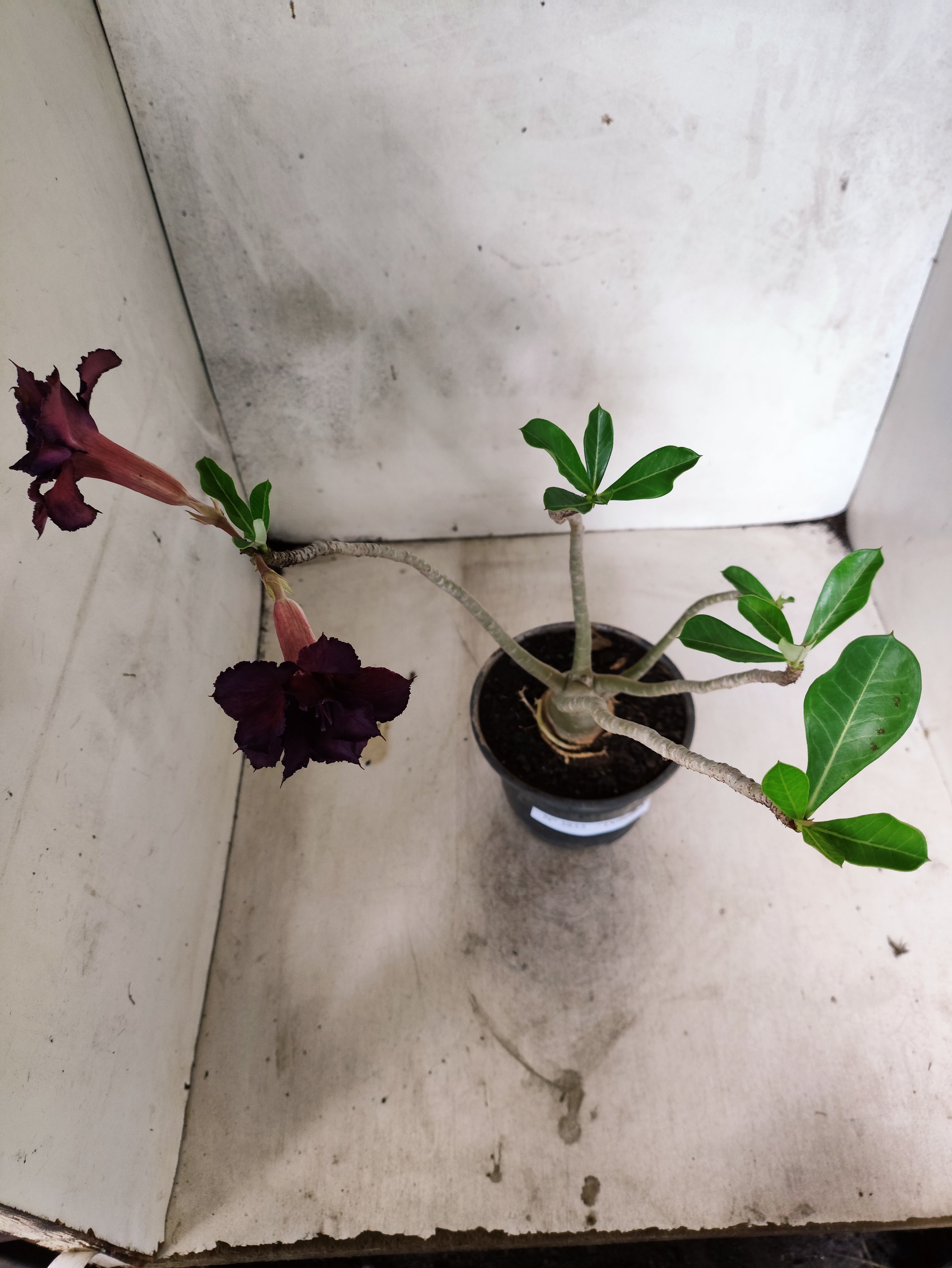 Planta Dobrada 3855 – 35cm – 03 anos