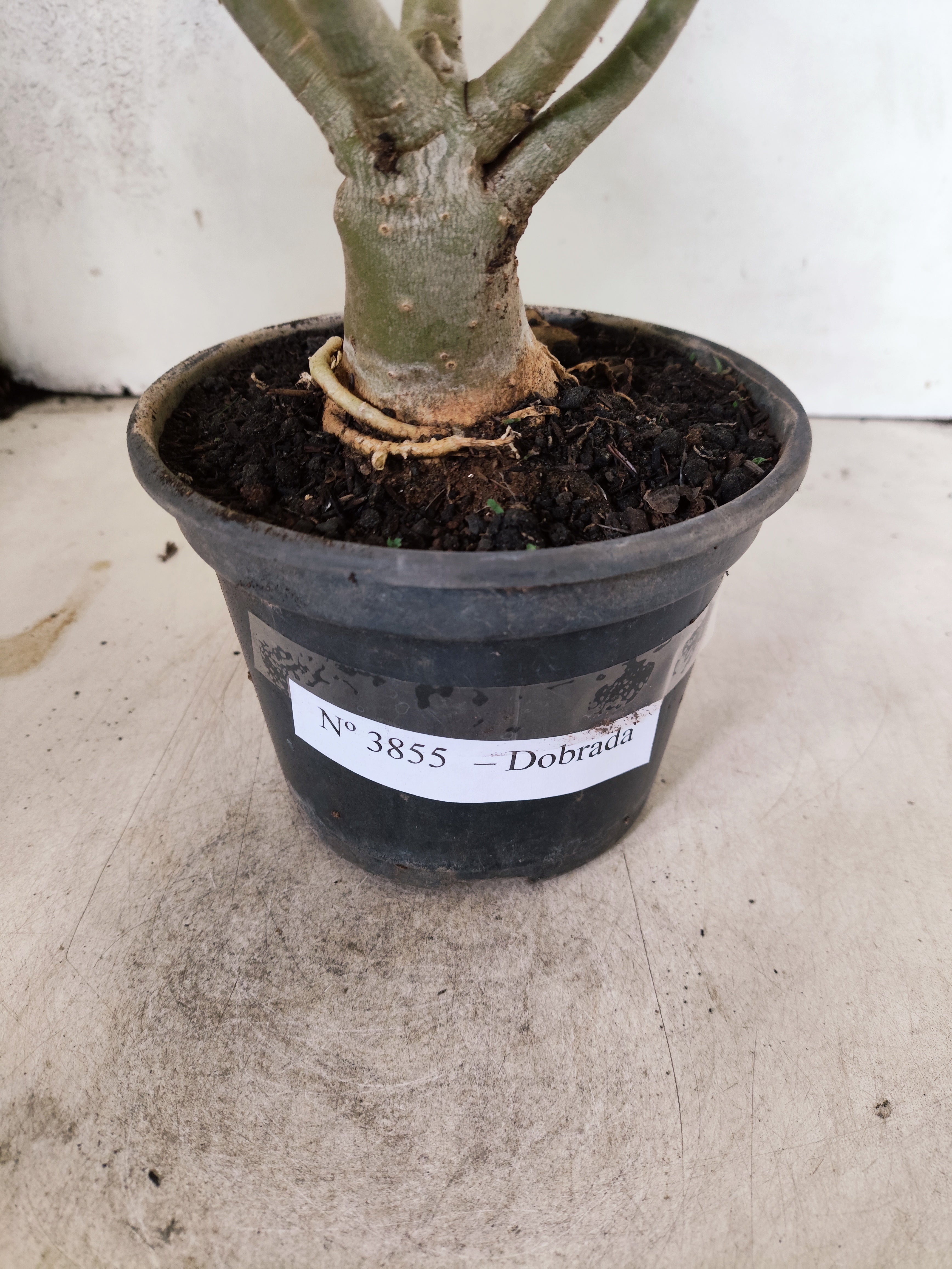 Planta Dobrada 3855 – 35cm – 03 anos