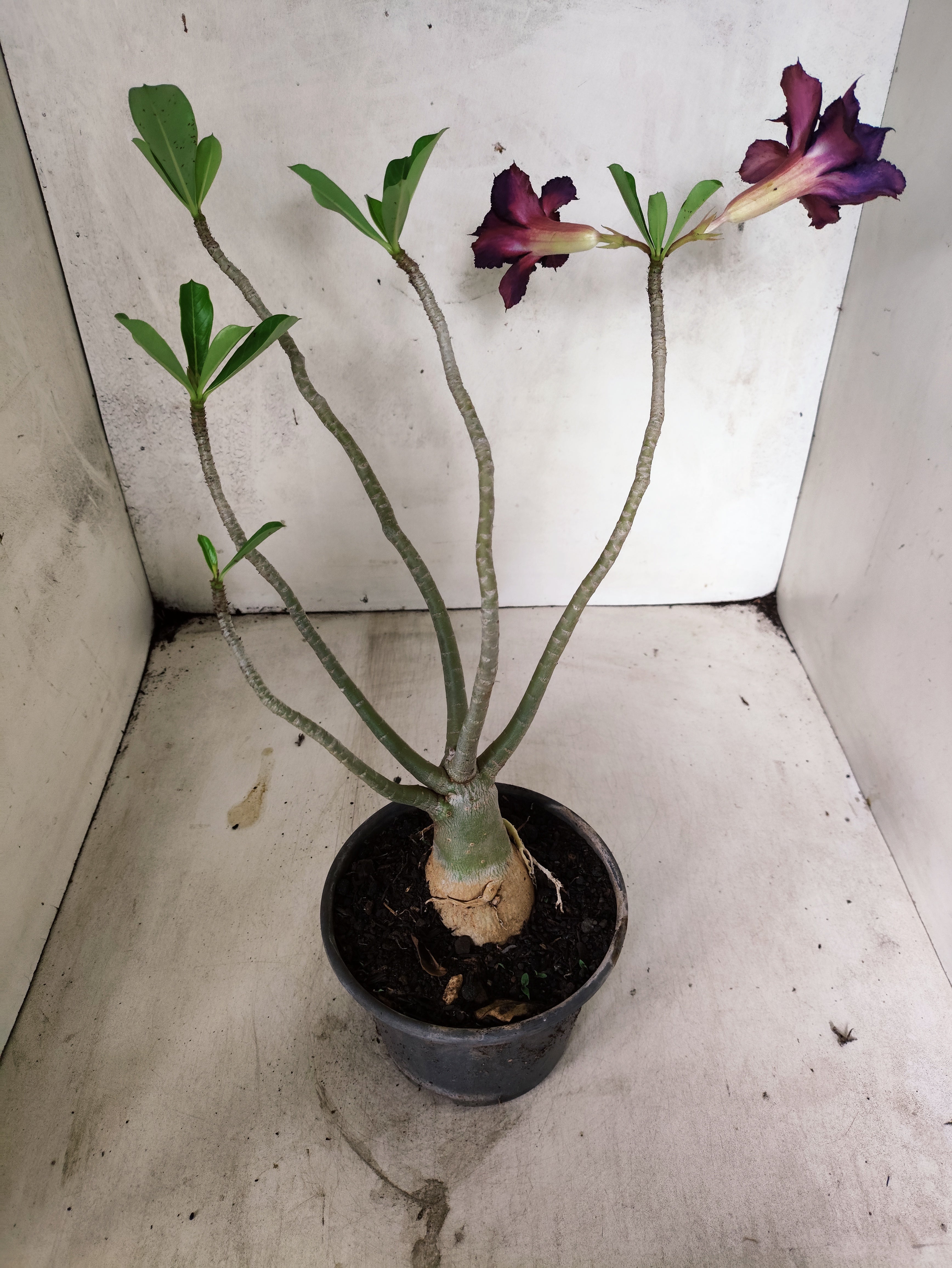 Planta Dobrada 3855 – 35cm – 03 anos