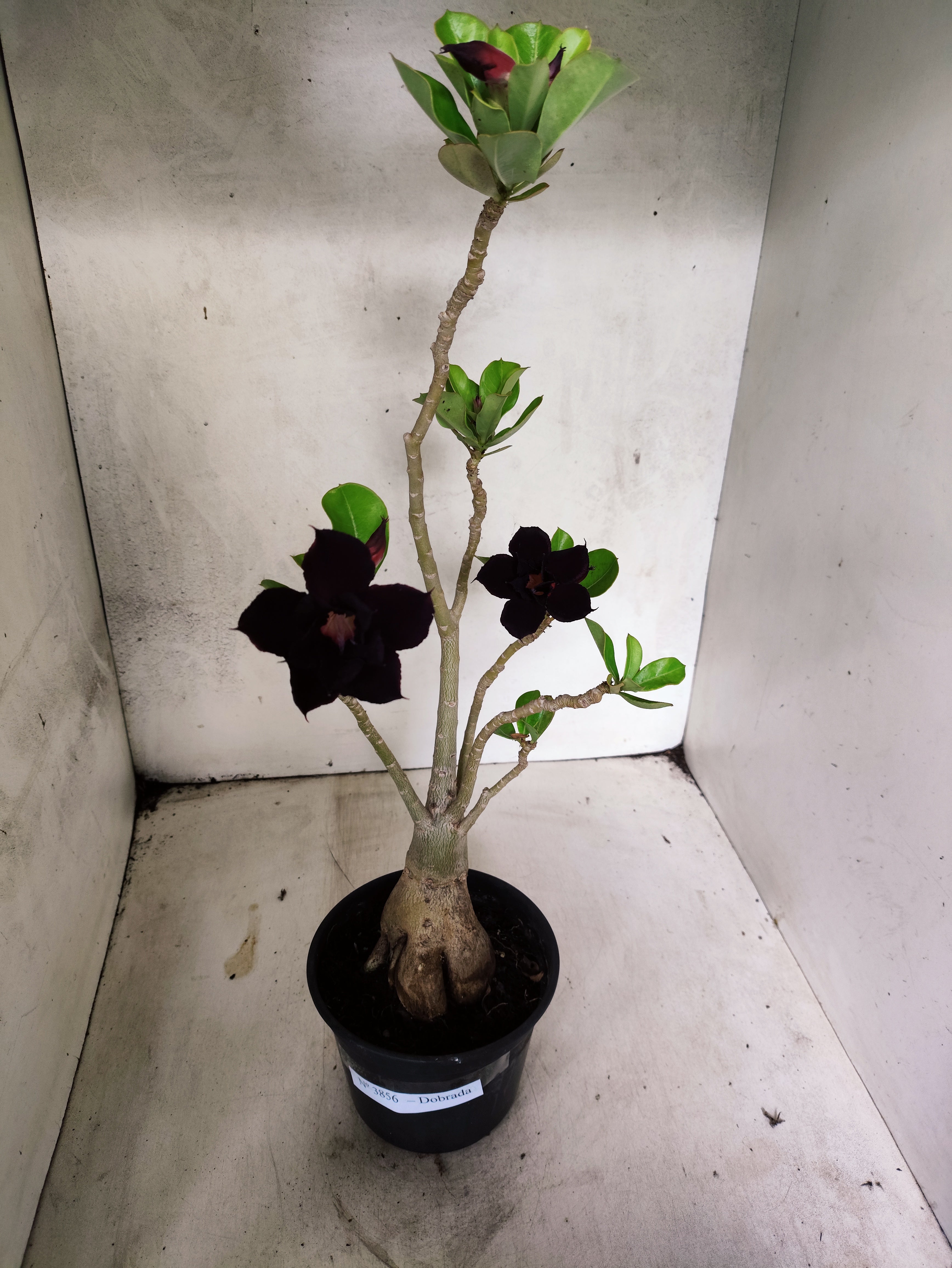 Planta Dobrada 3856 – 35cm – 03 anos