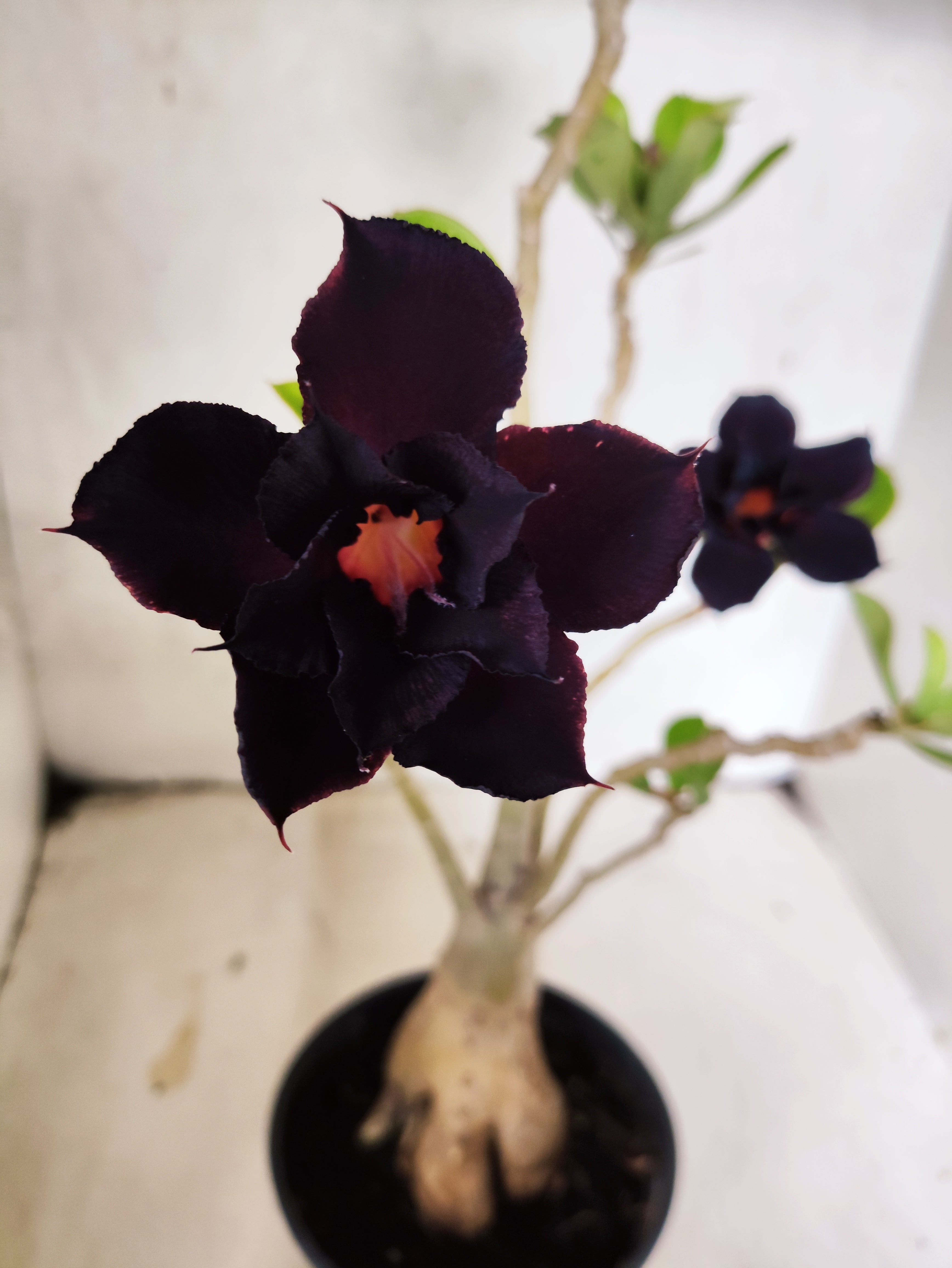 Planta Dobrada 3856 – 35cm – 03 anos