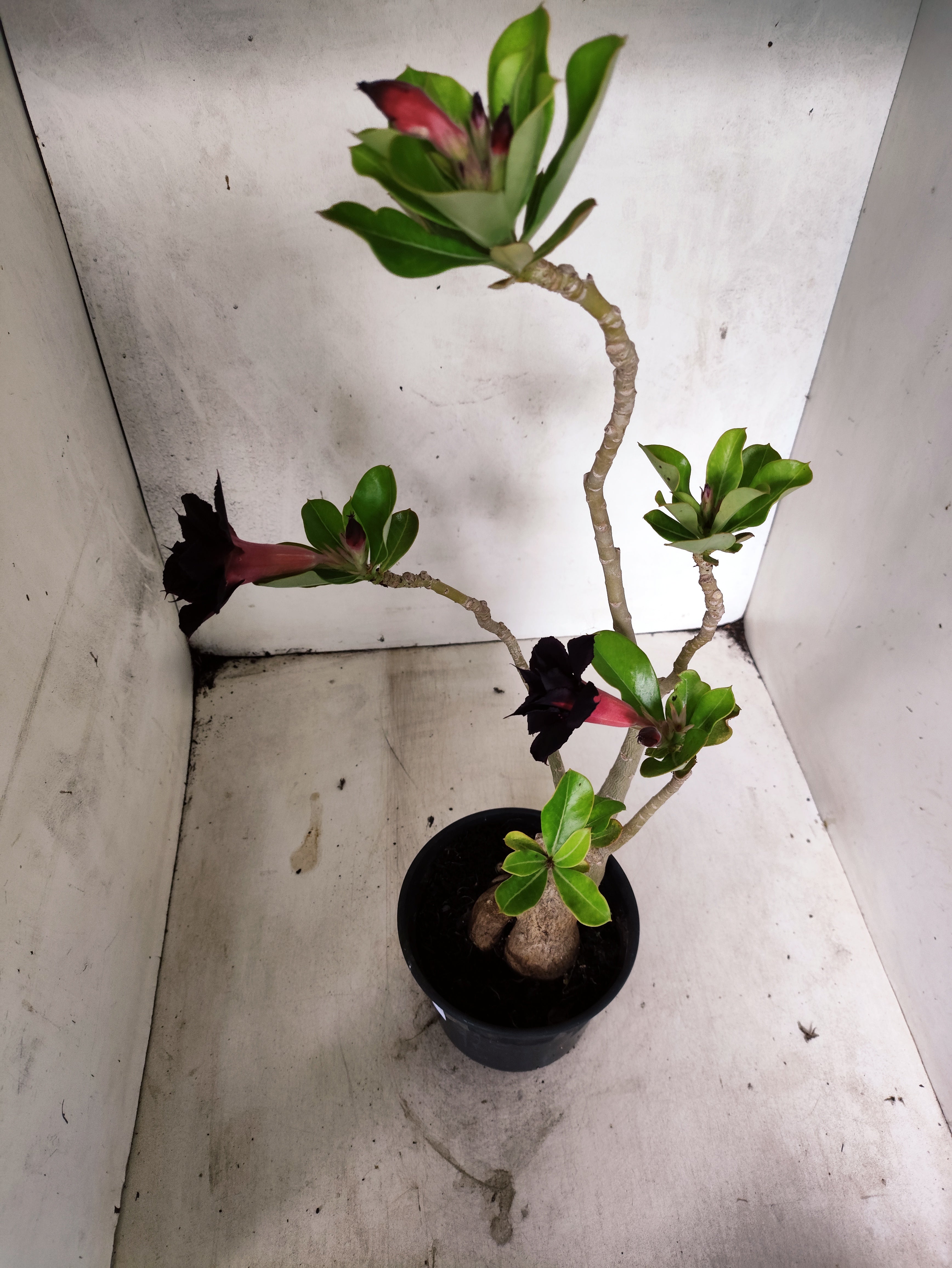 Planta Dobrada 3856 – 35cm – 03 anos