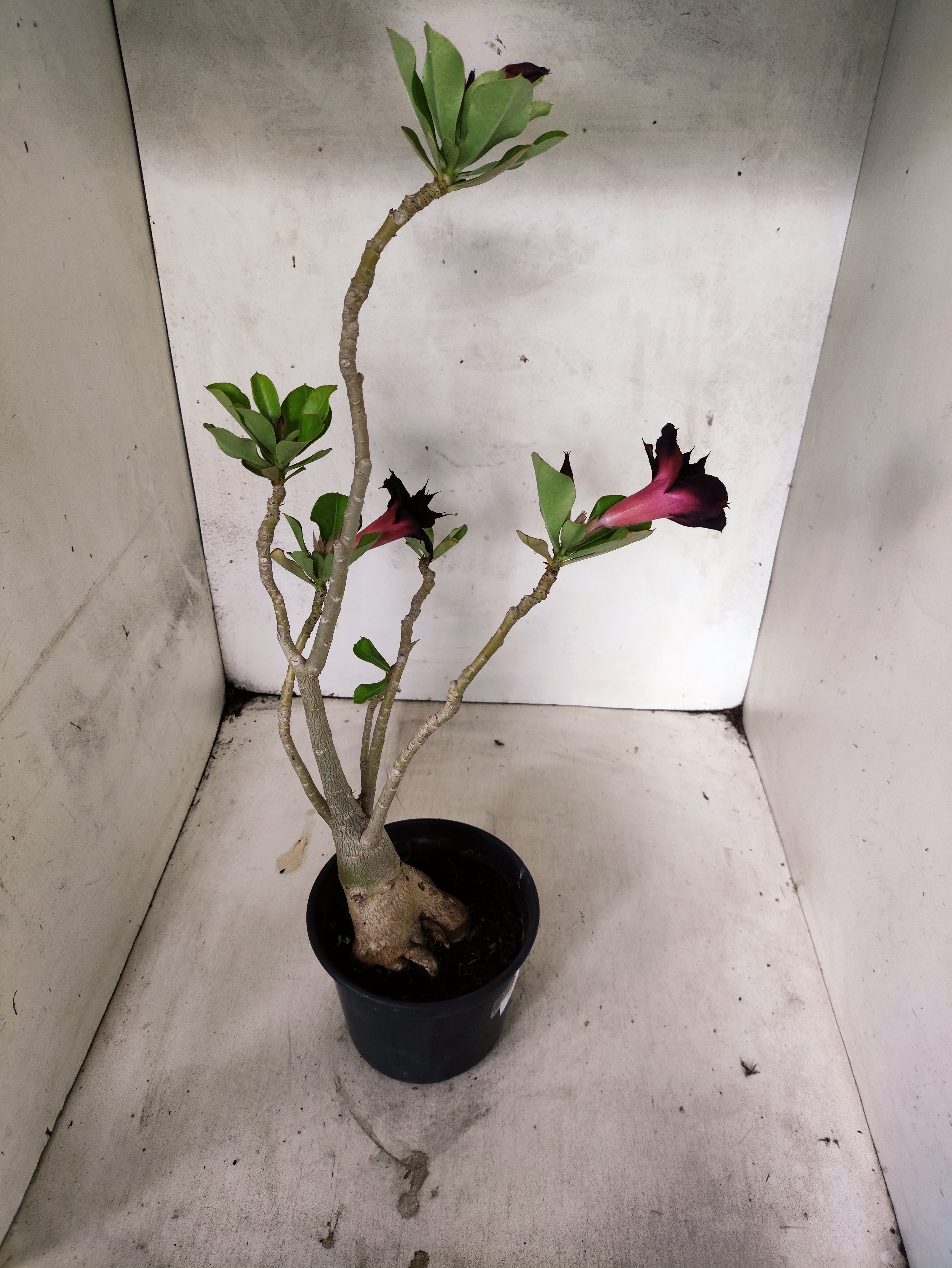 Planta Dobrada 3856 – 35cm – 03 anos