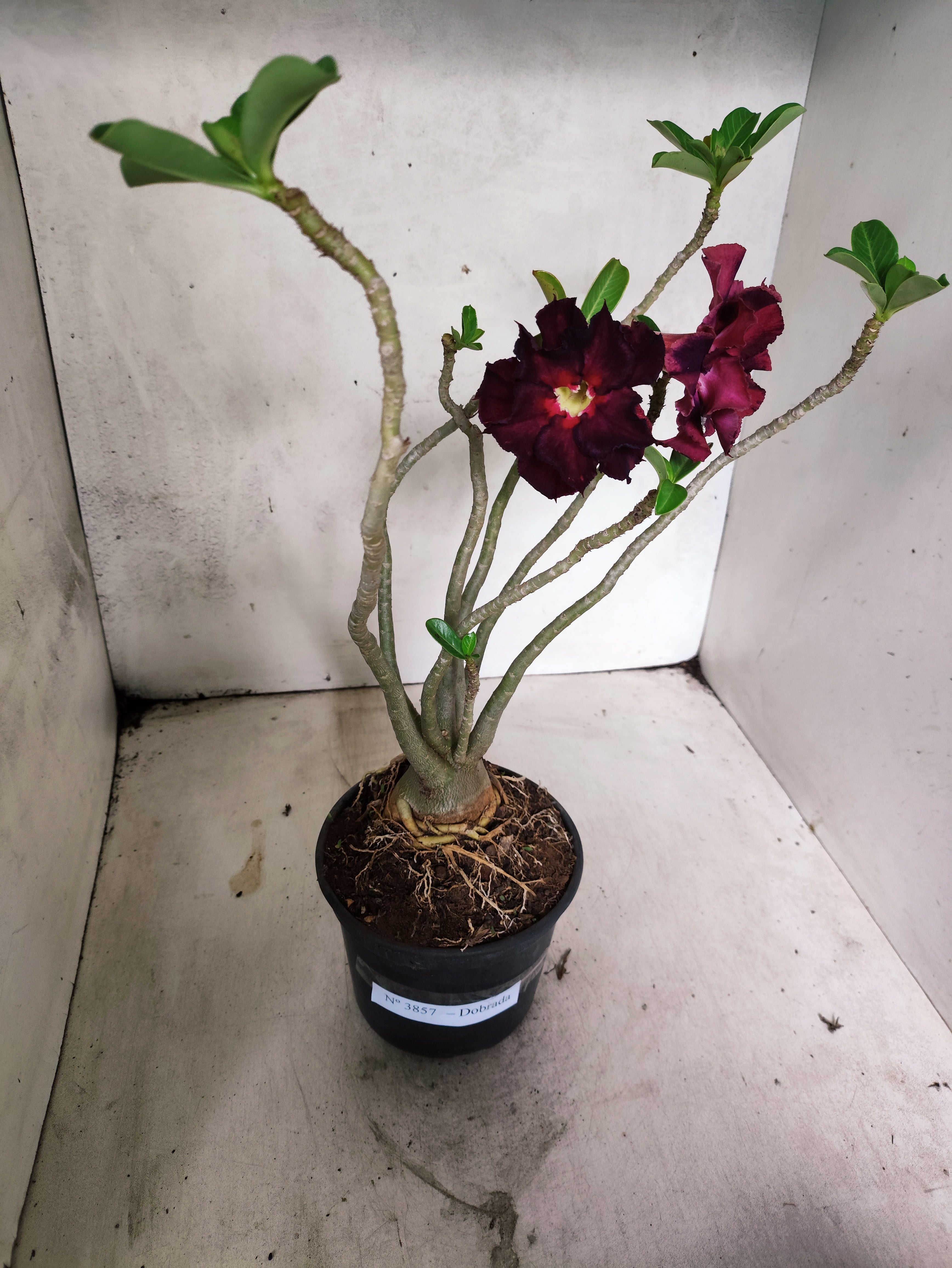 Planta Dobrada 3857 – 35cm – 03 anos