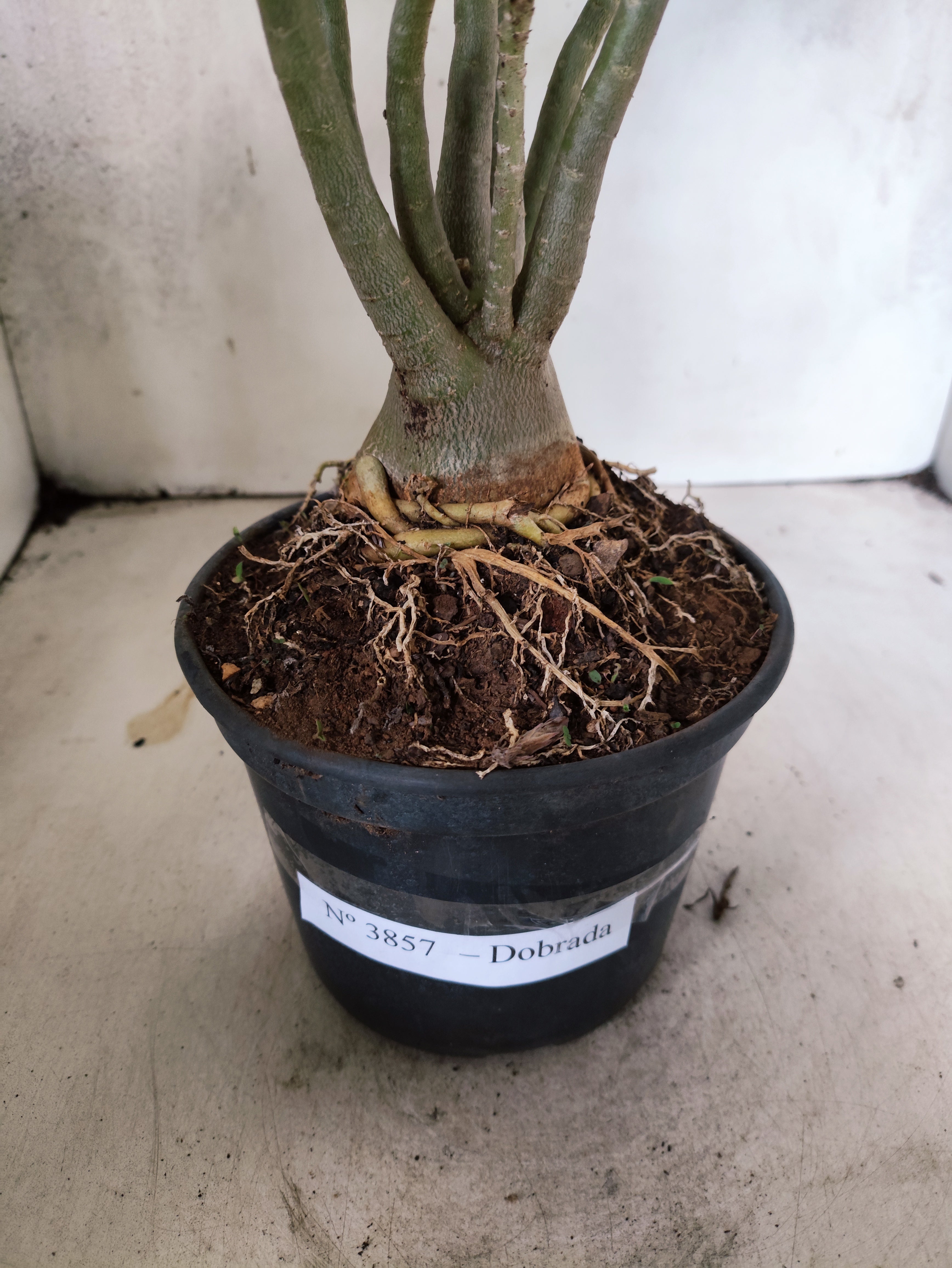 Planta Dobrada 3857 – 35cm – 03 anos