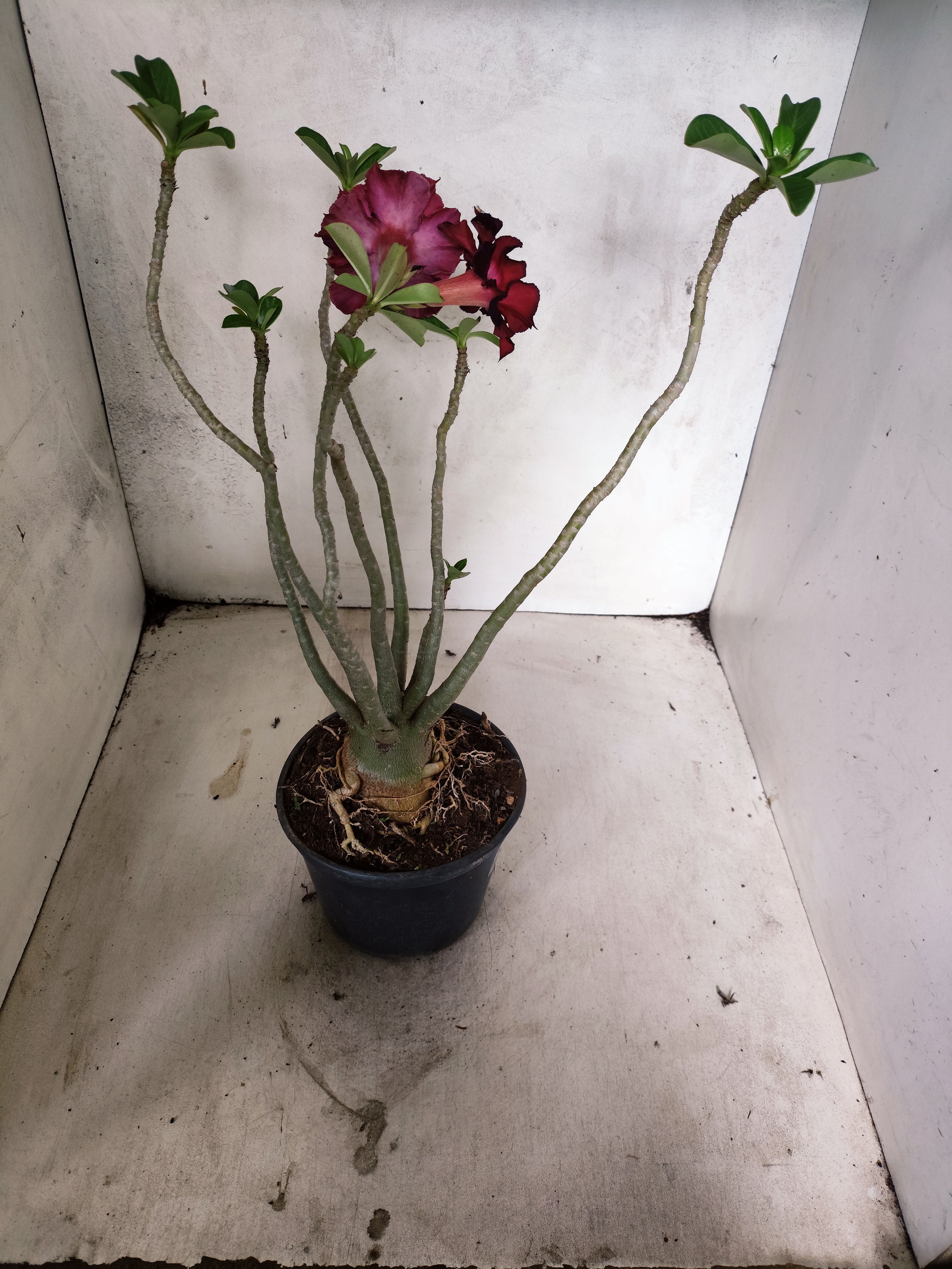 Planta Dobrada 3857 – 35cm – 03 anos
