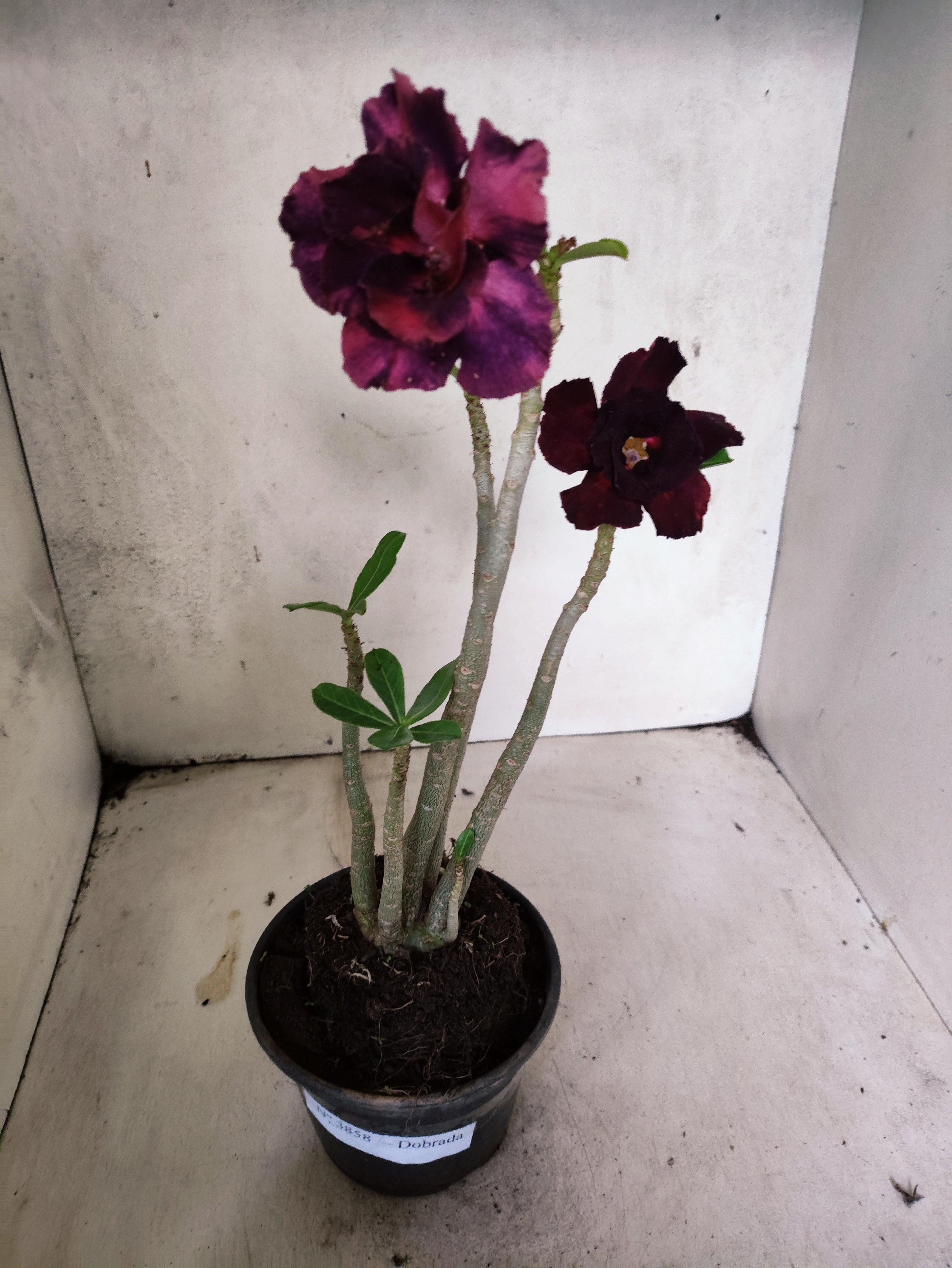 Planta Dobrada 3858 – 35cm – 03 anos