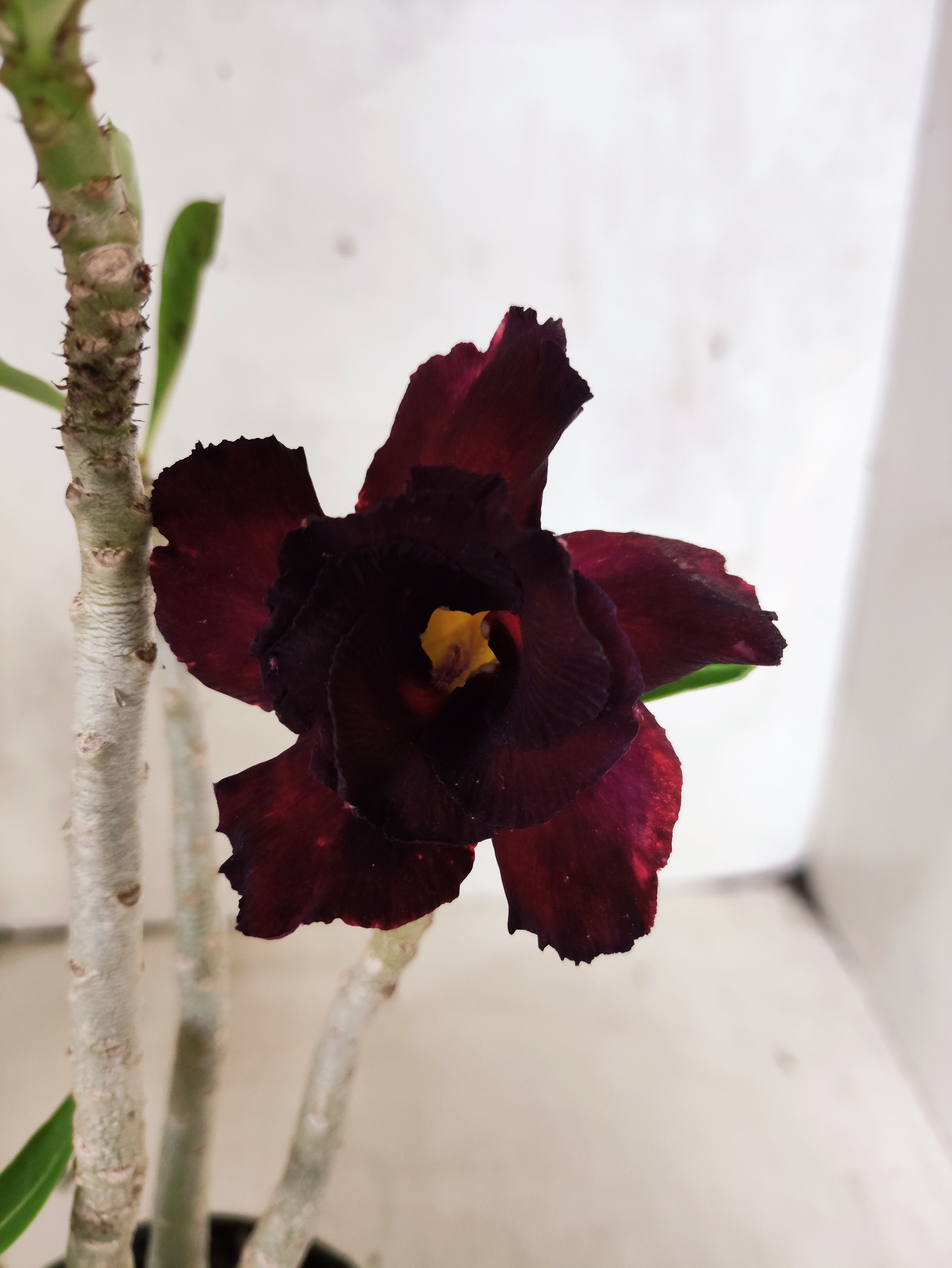 Planta Dobrada 3858 – 35cm – 03 anos