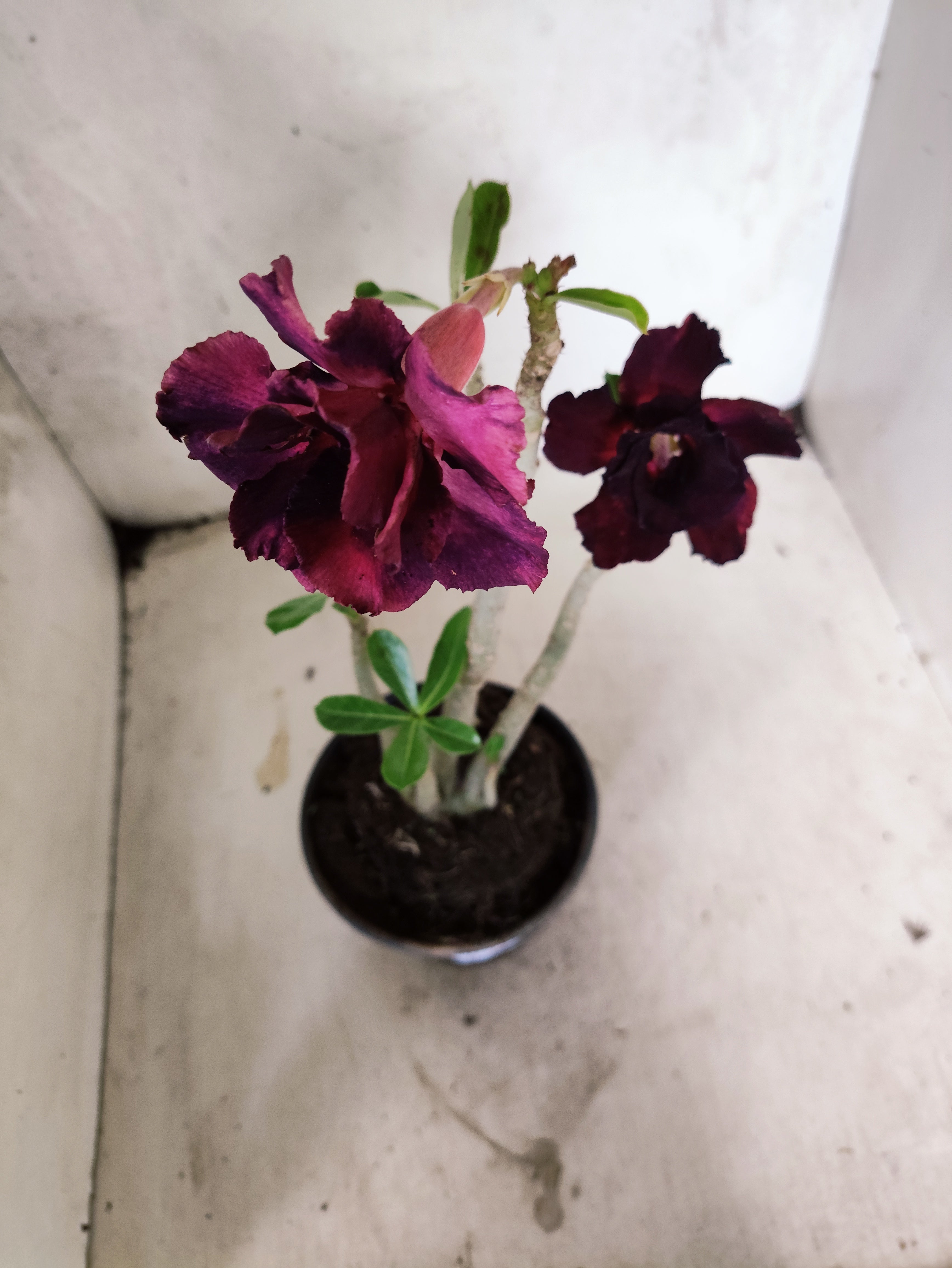 Planta Dobrada 3858 – 35cm – 03 anos
