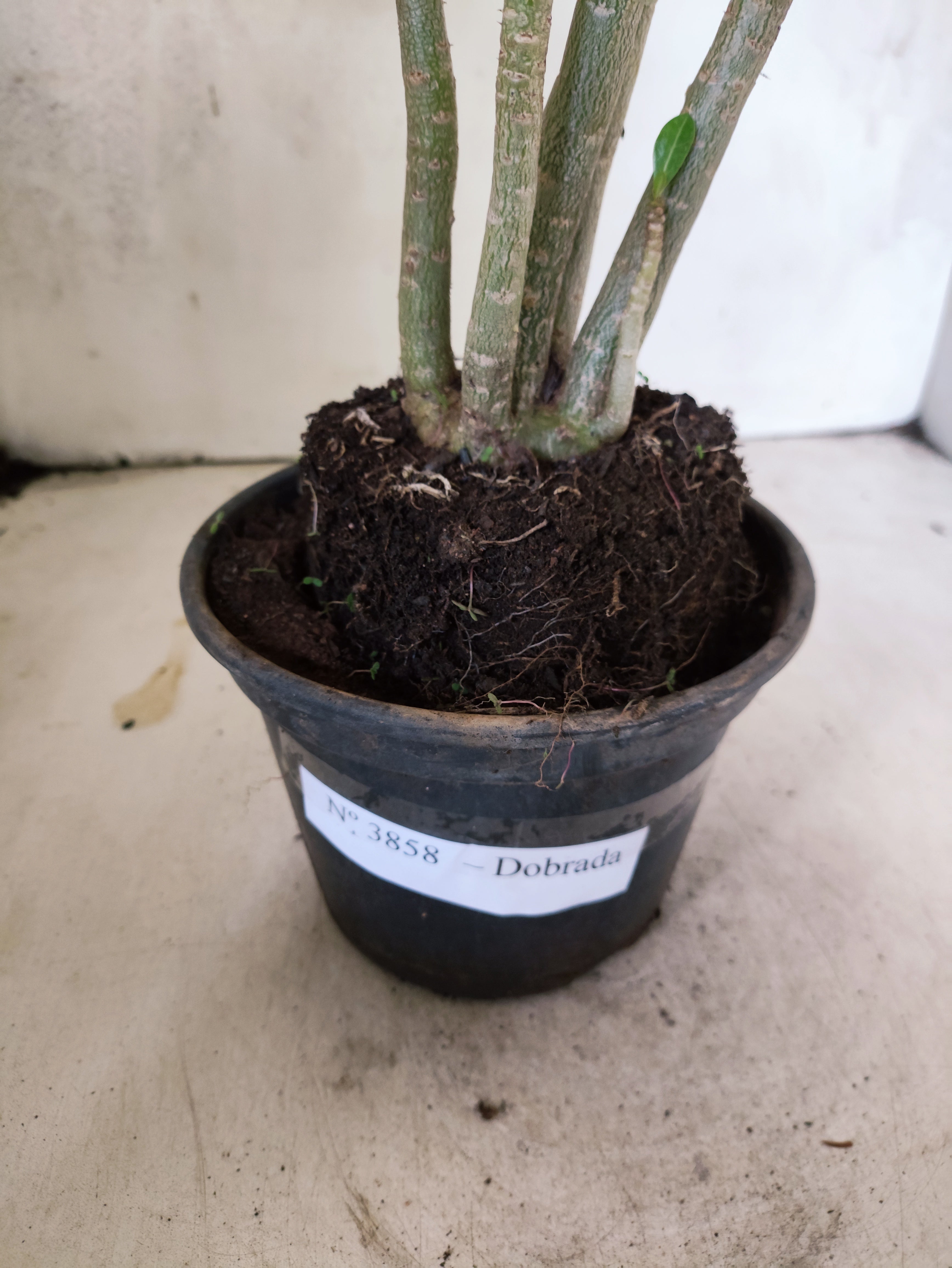 Planta Dobrada 3858 – 35cm – 03 anos