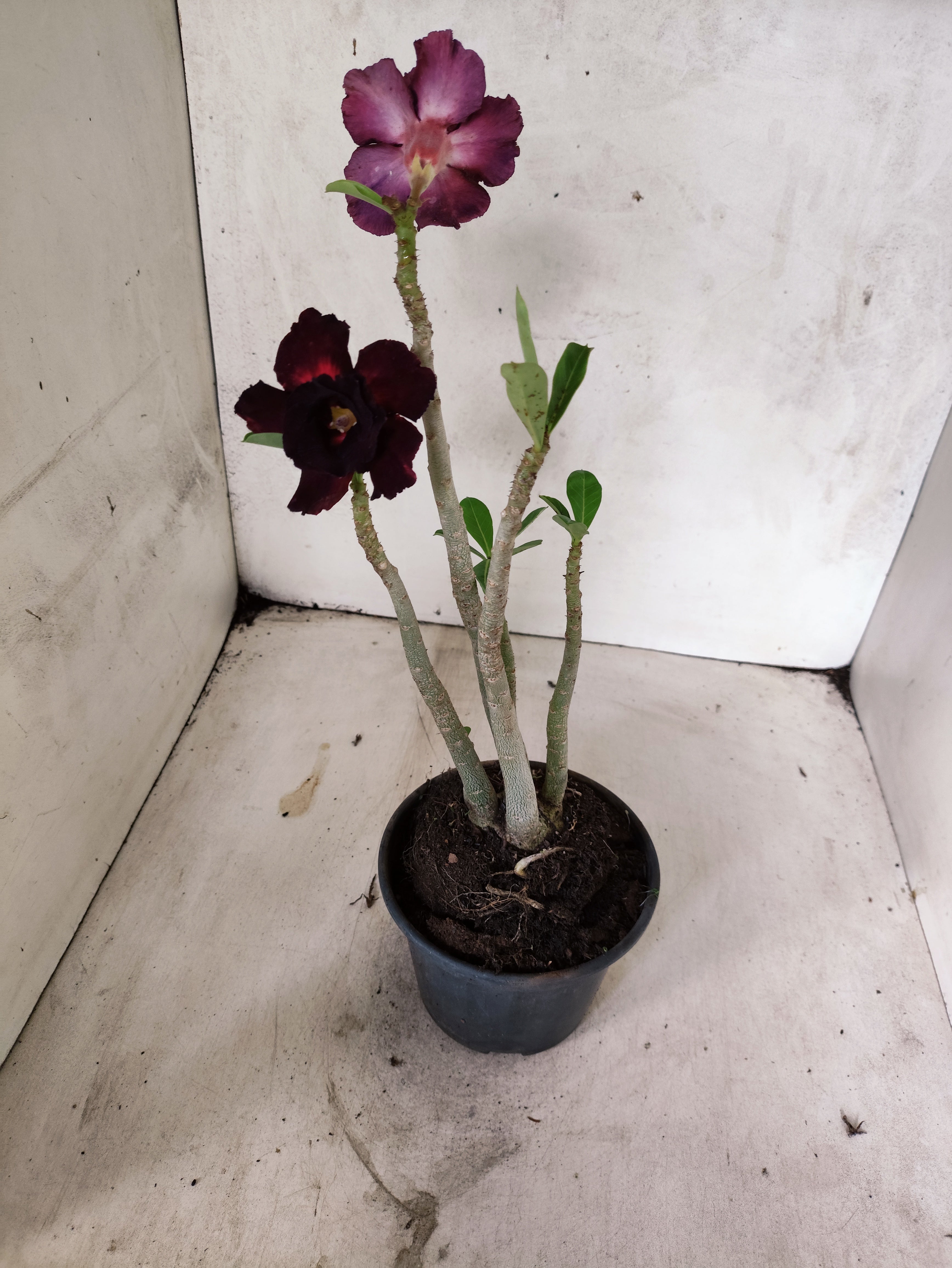 Planta Dobrada 3858 – 35cm – 03 anos